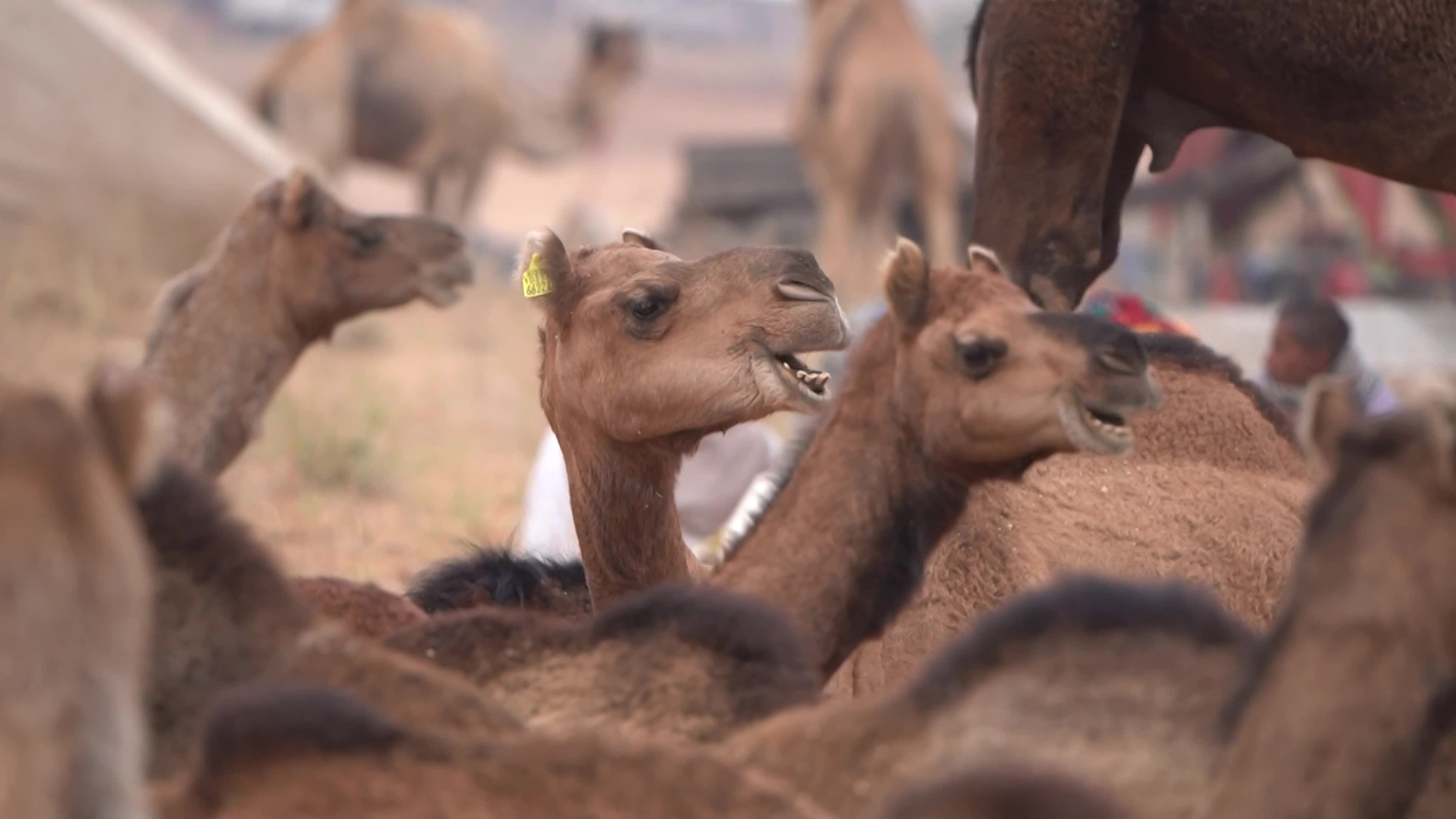 World's largest camel fairs in India