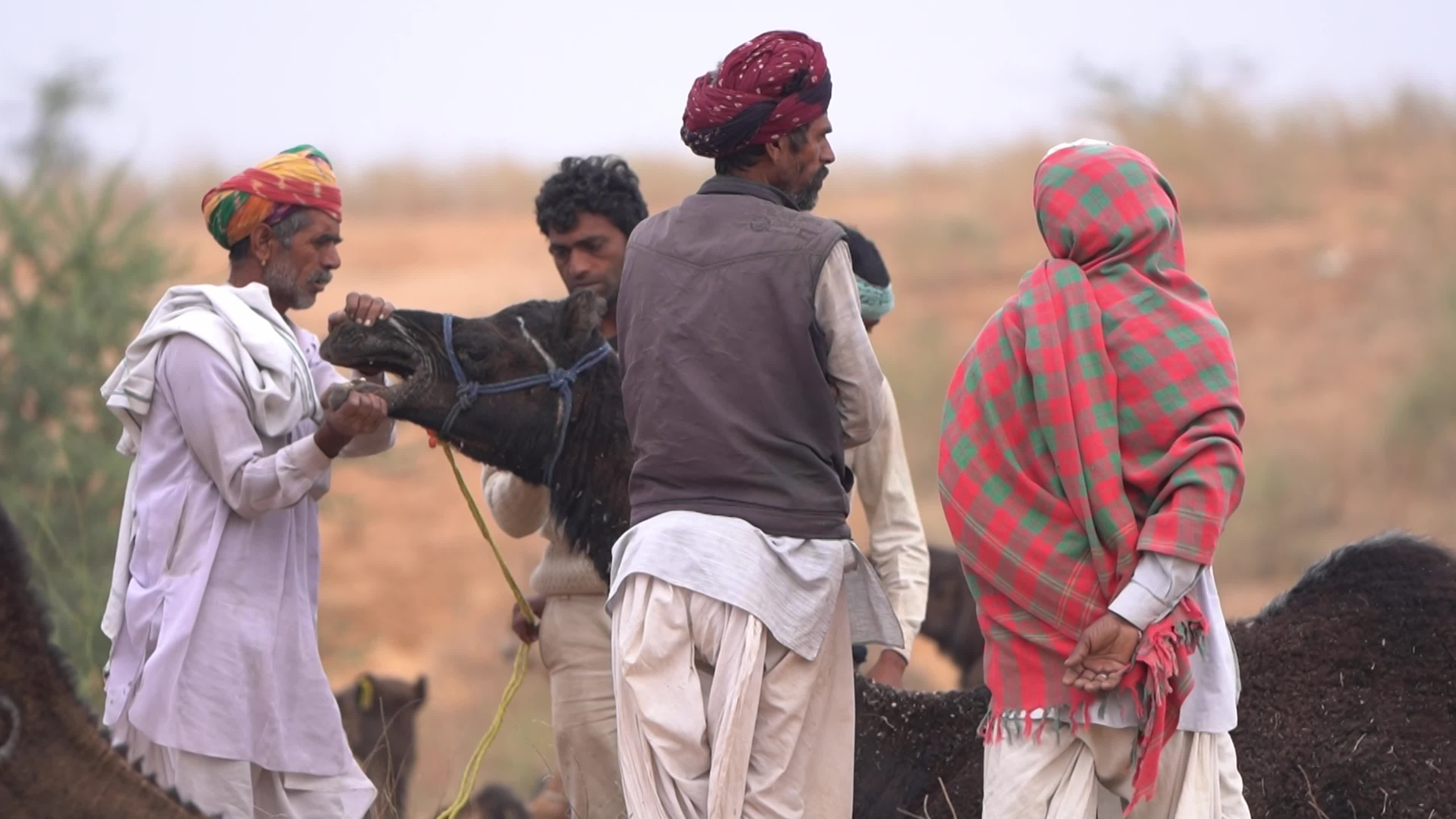 World's largest camel fairs in India