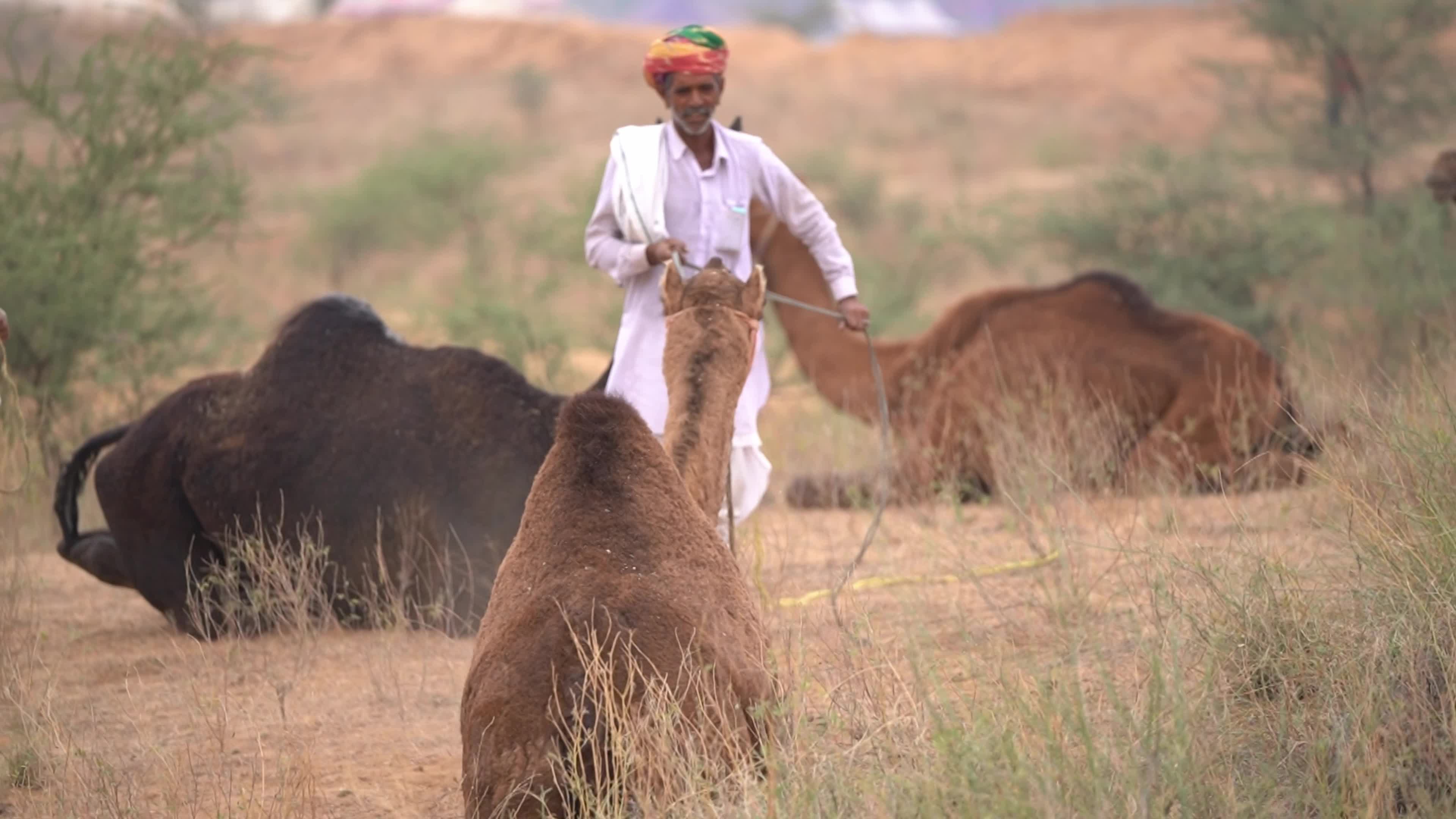 World's largest camel fairs in India