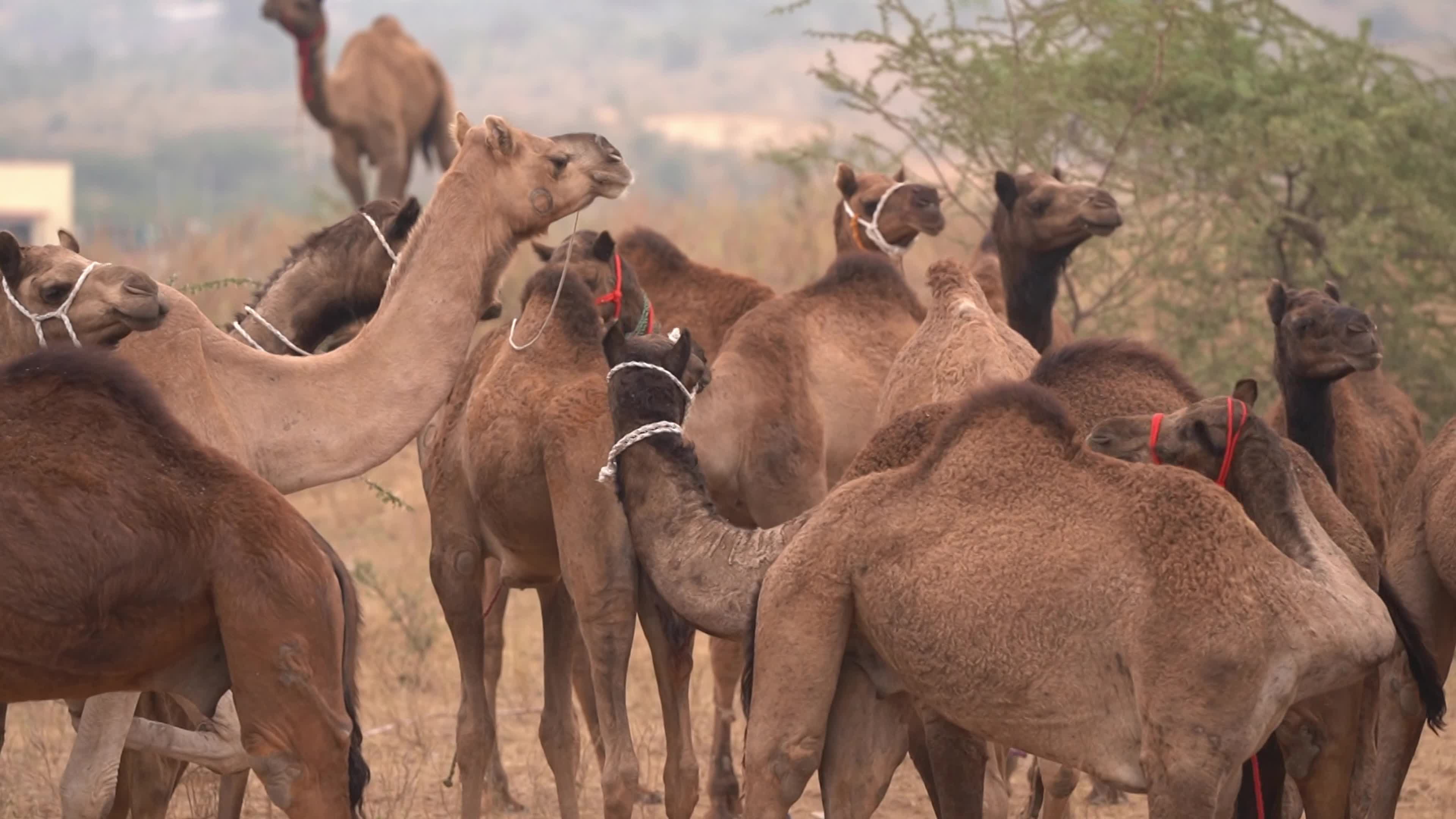 World's largest camel fairs in India