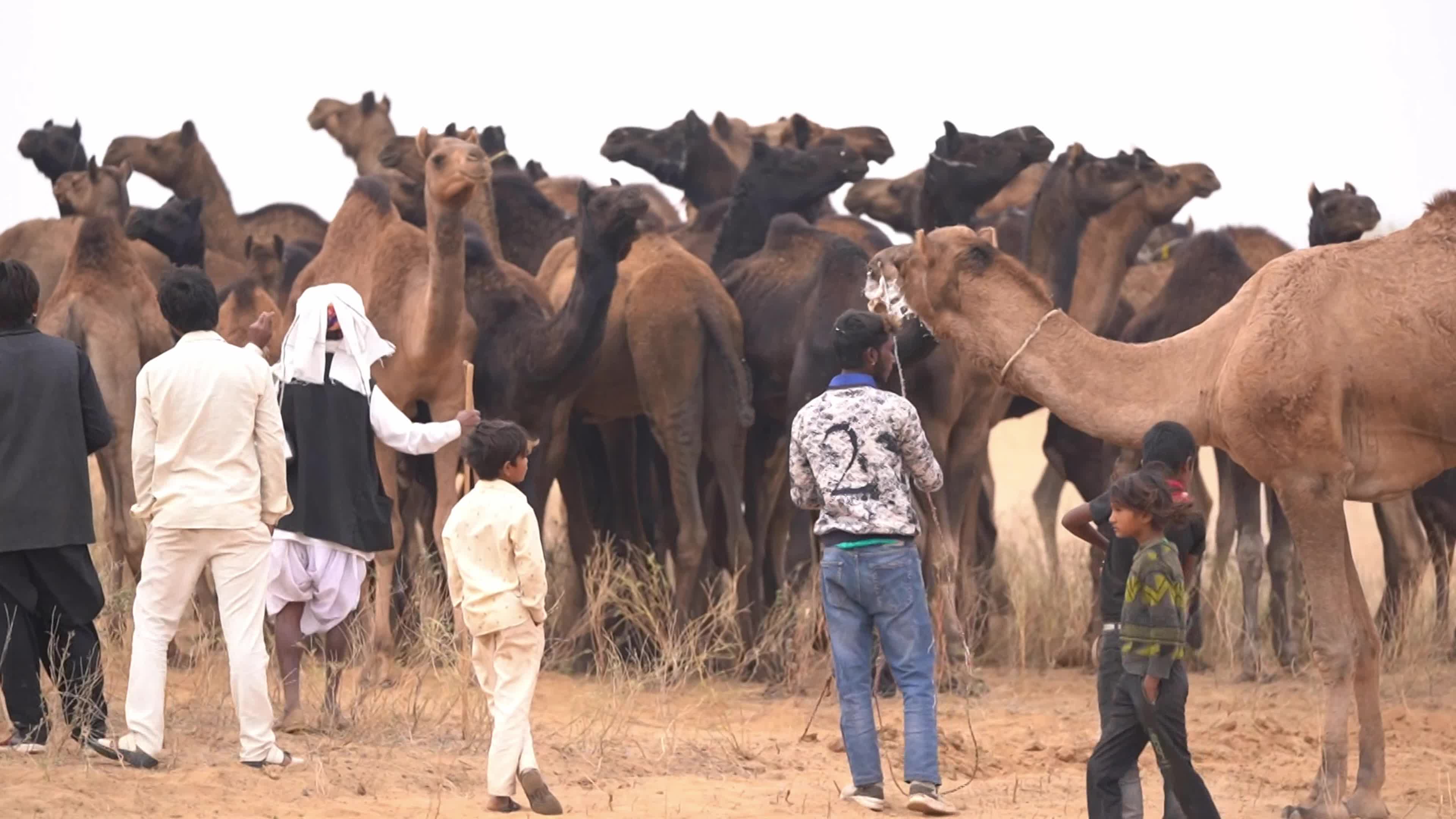 World's largest camel fairs in India