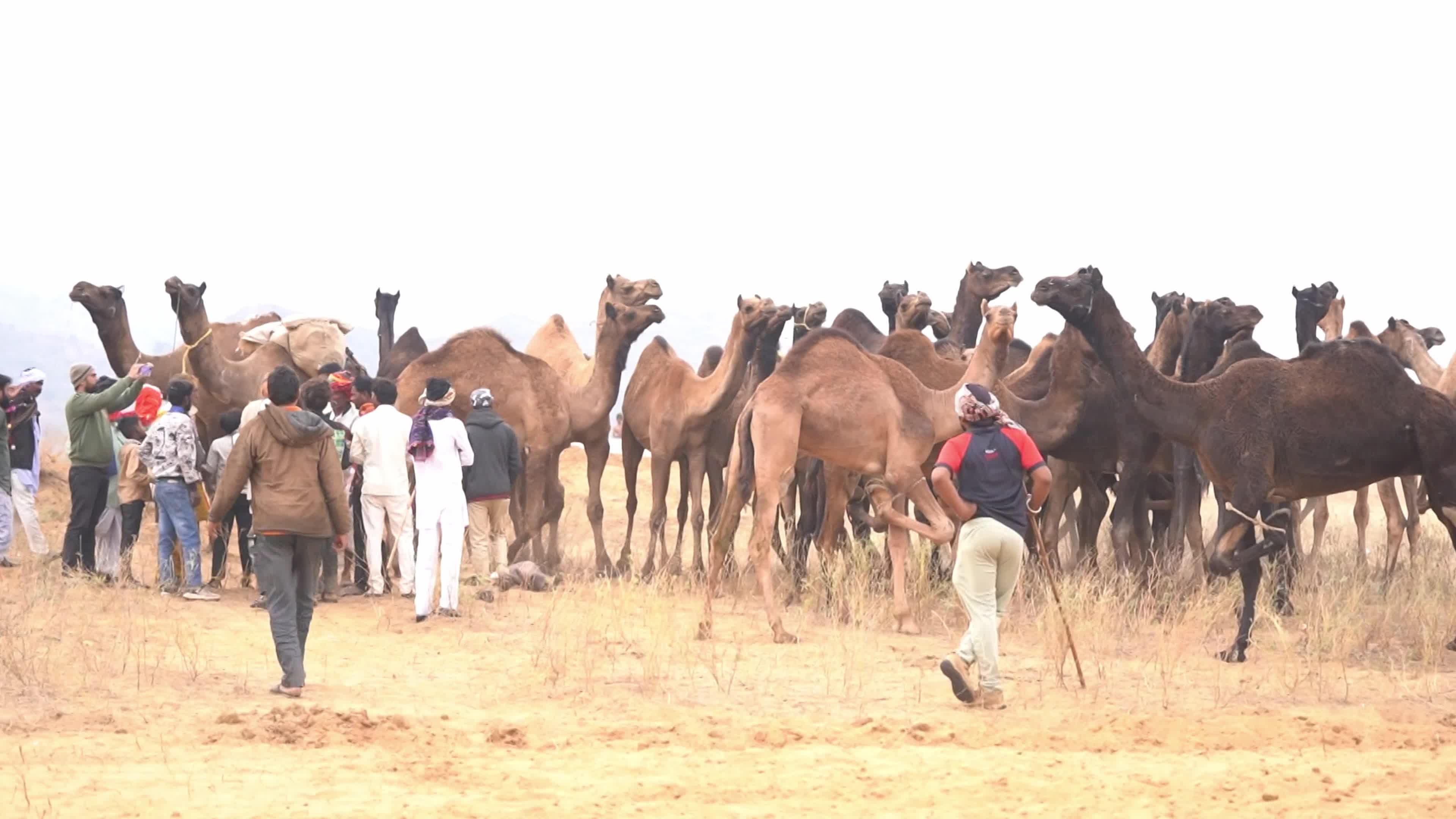 World's largest camel fairs in India