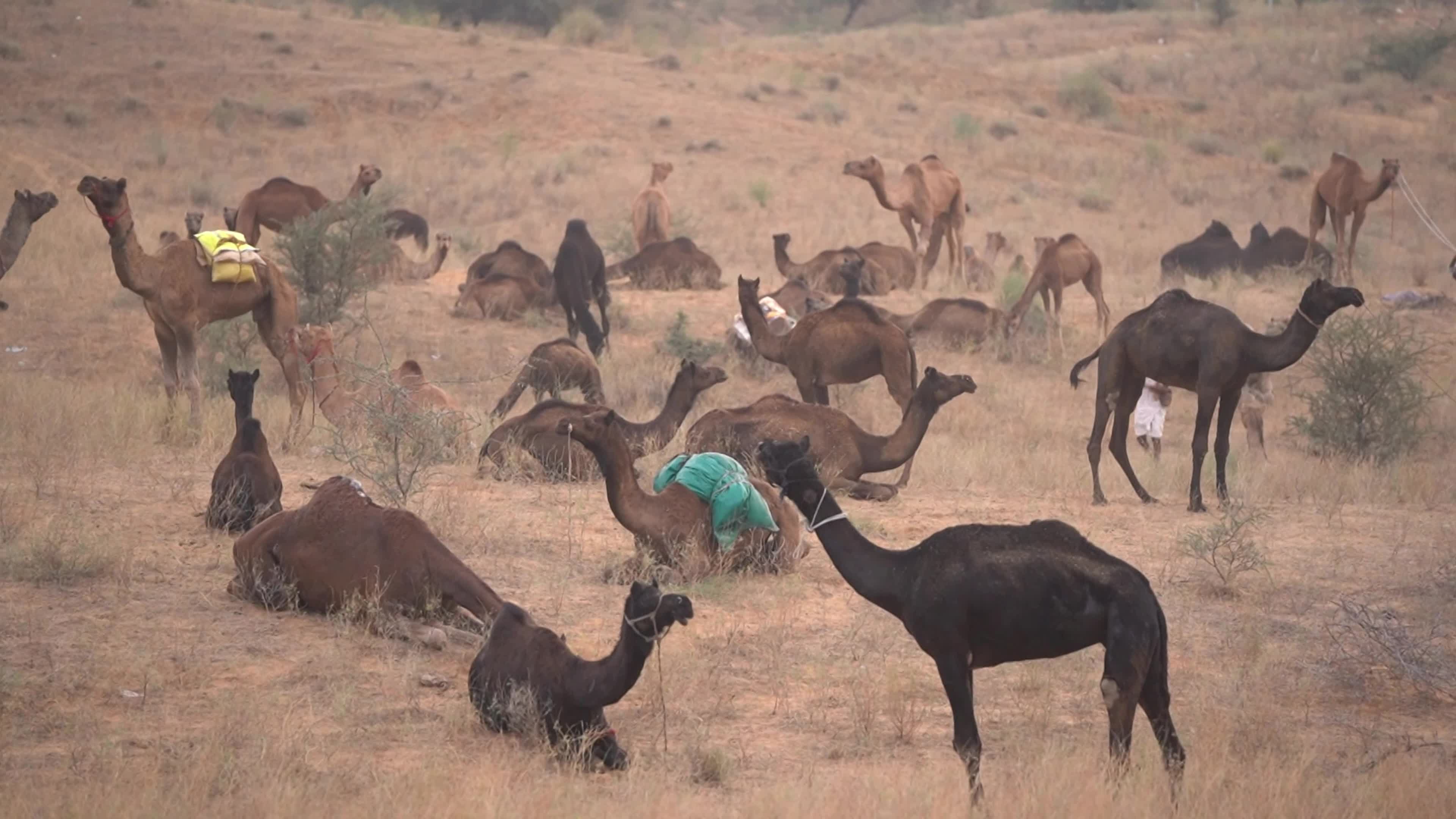 World's largest camel fairs in India