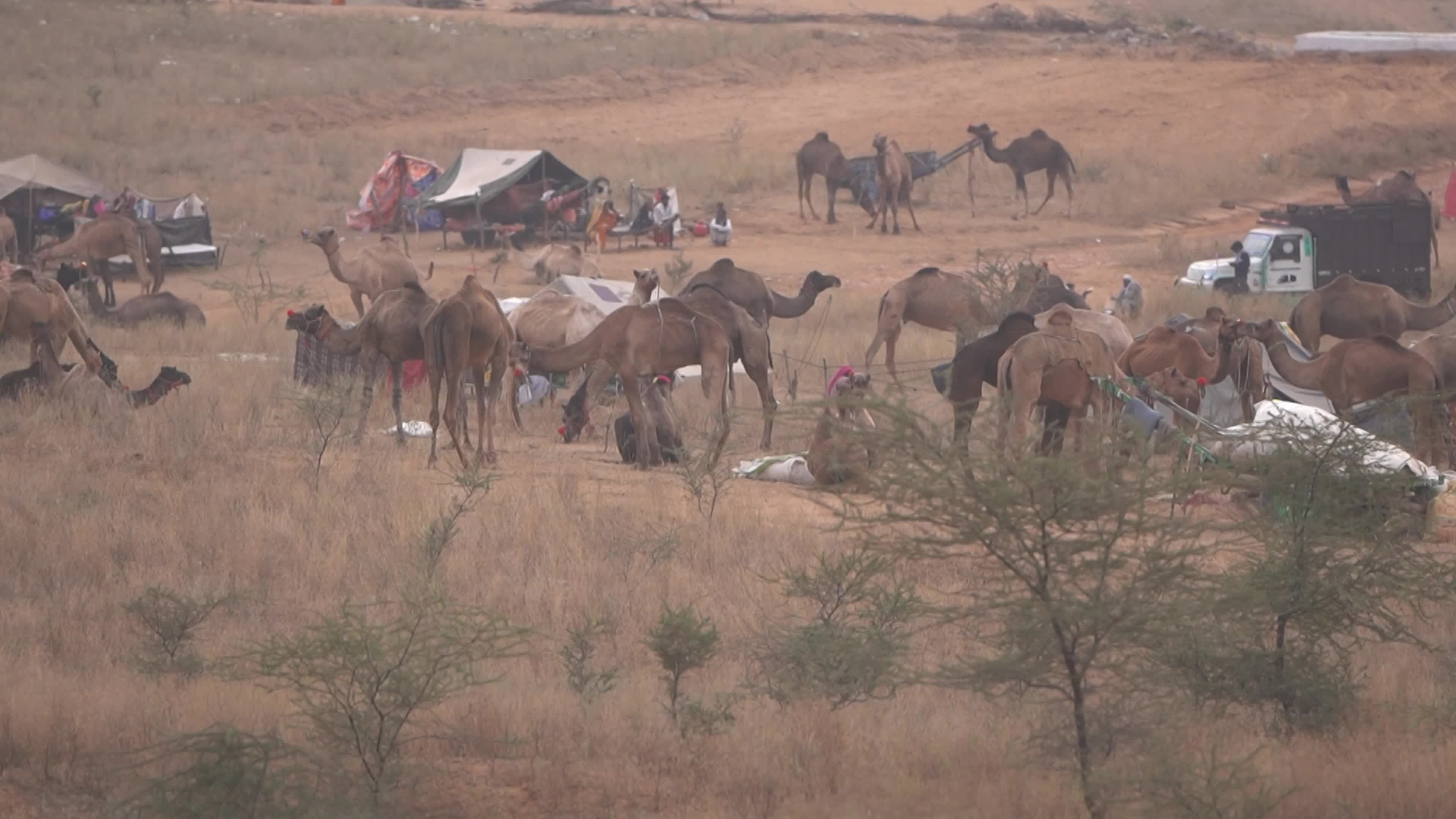 World's largest camel fairs in India