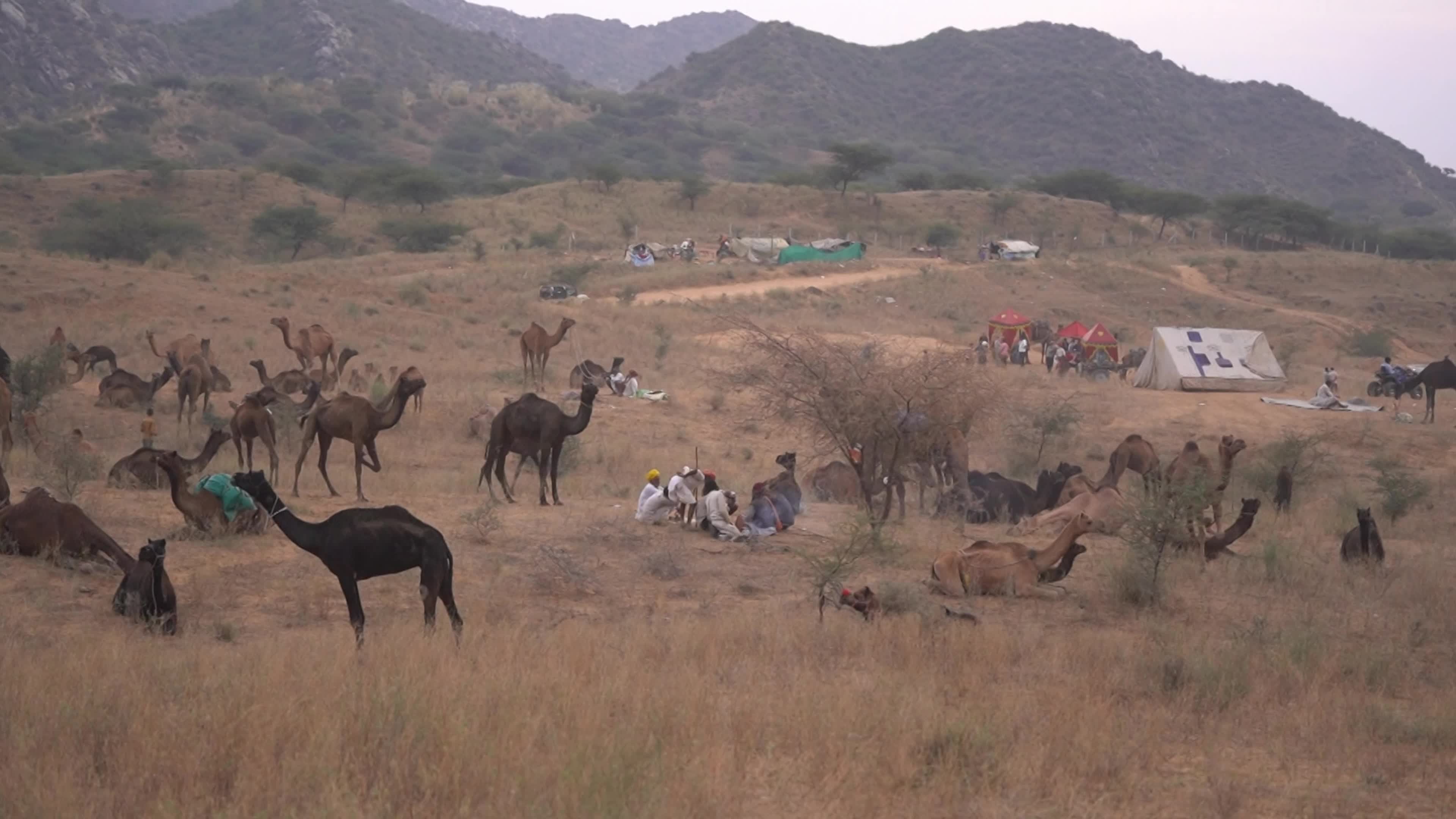 World's largest camel fairs in India