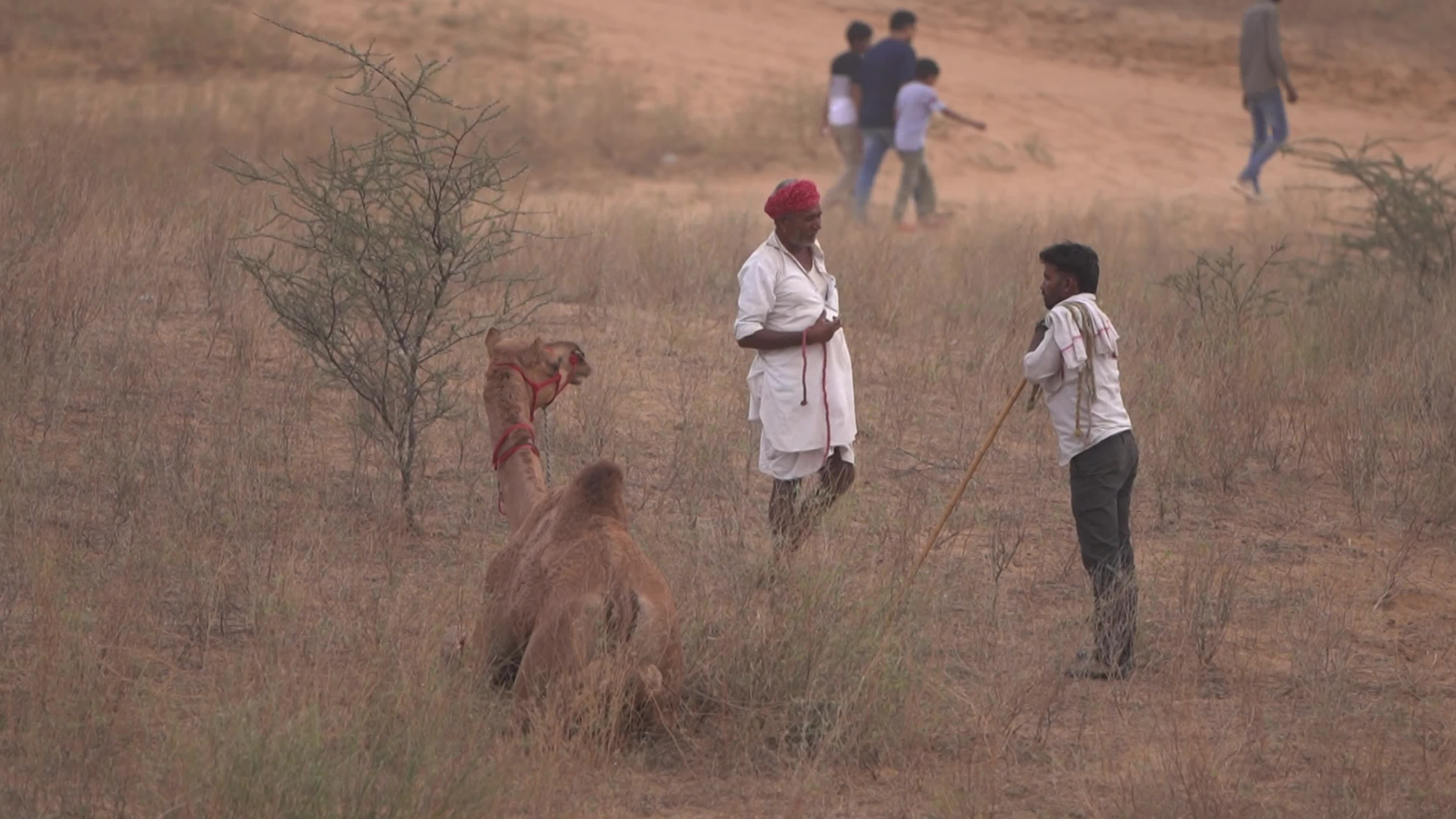 World's largest camel fairs in India