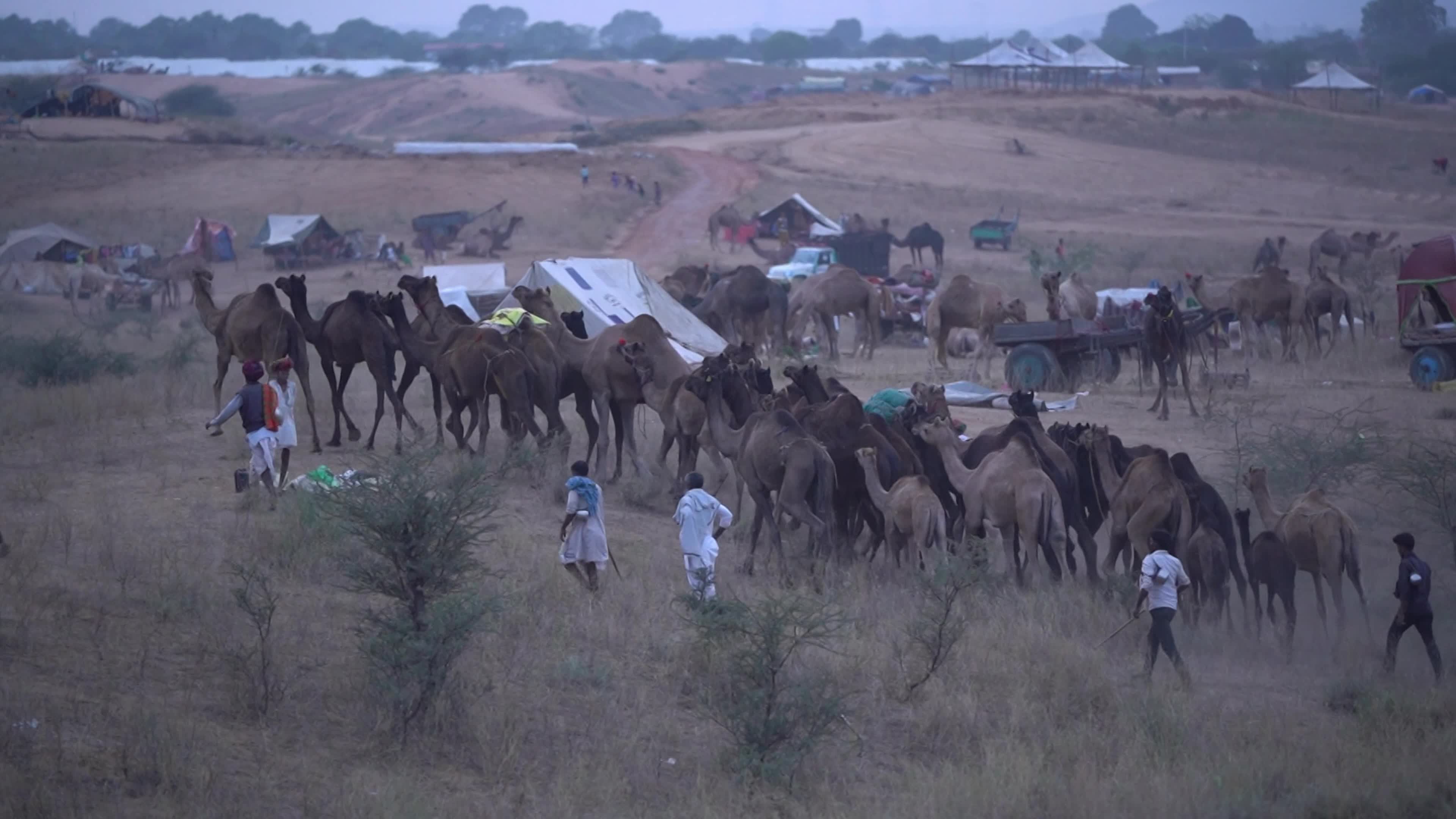 World's largest camel fairs in India