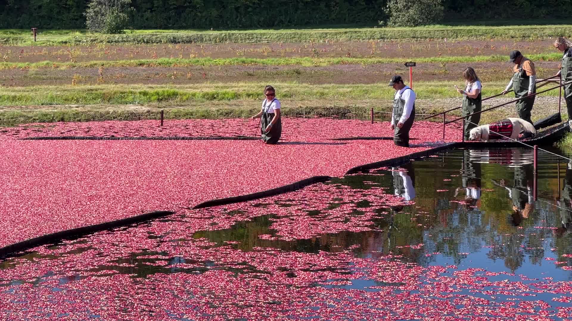 Tourists take part in the Cranberry Plunge