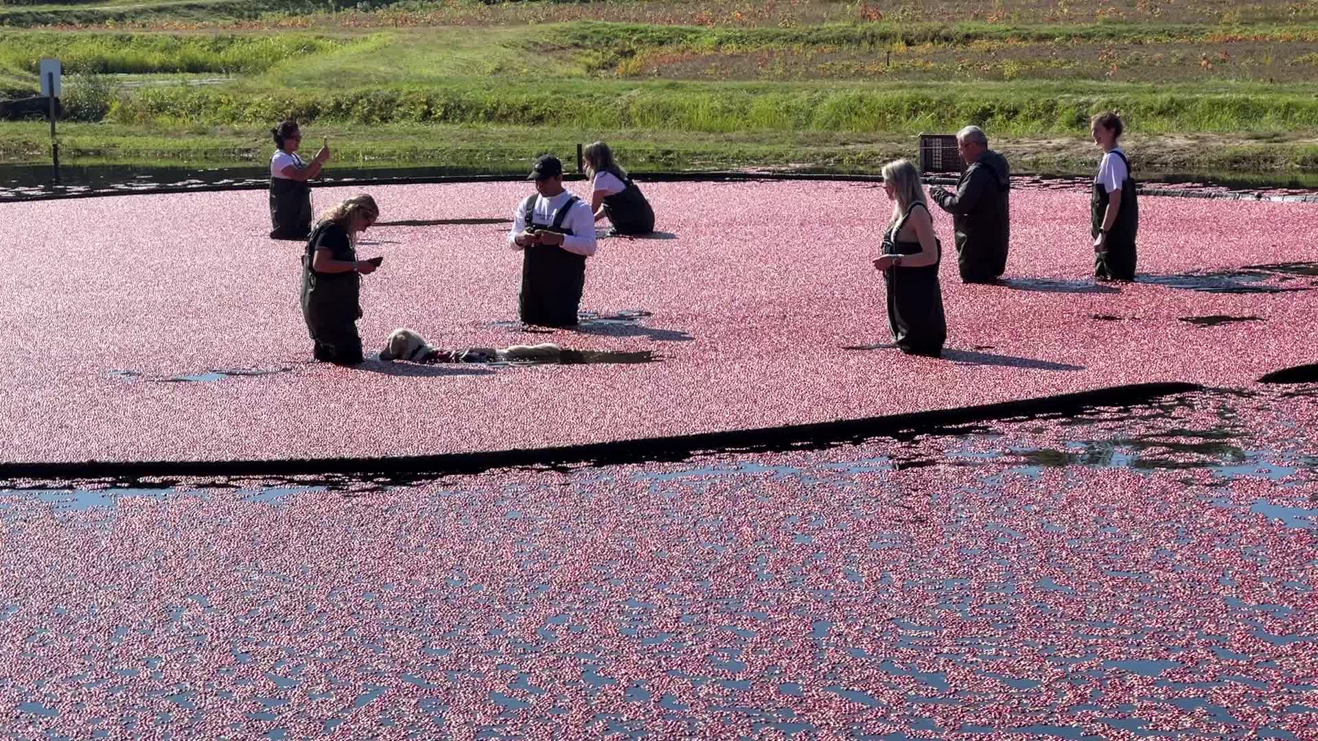 Tourists take part in the Cranberry Plunge