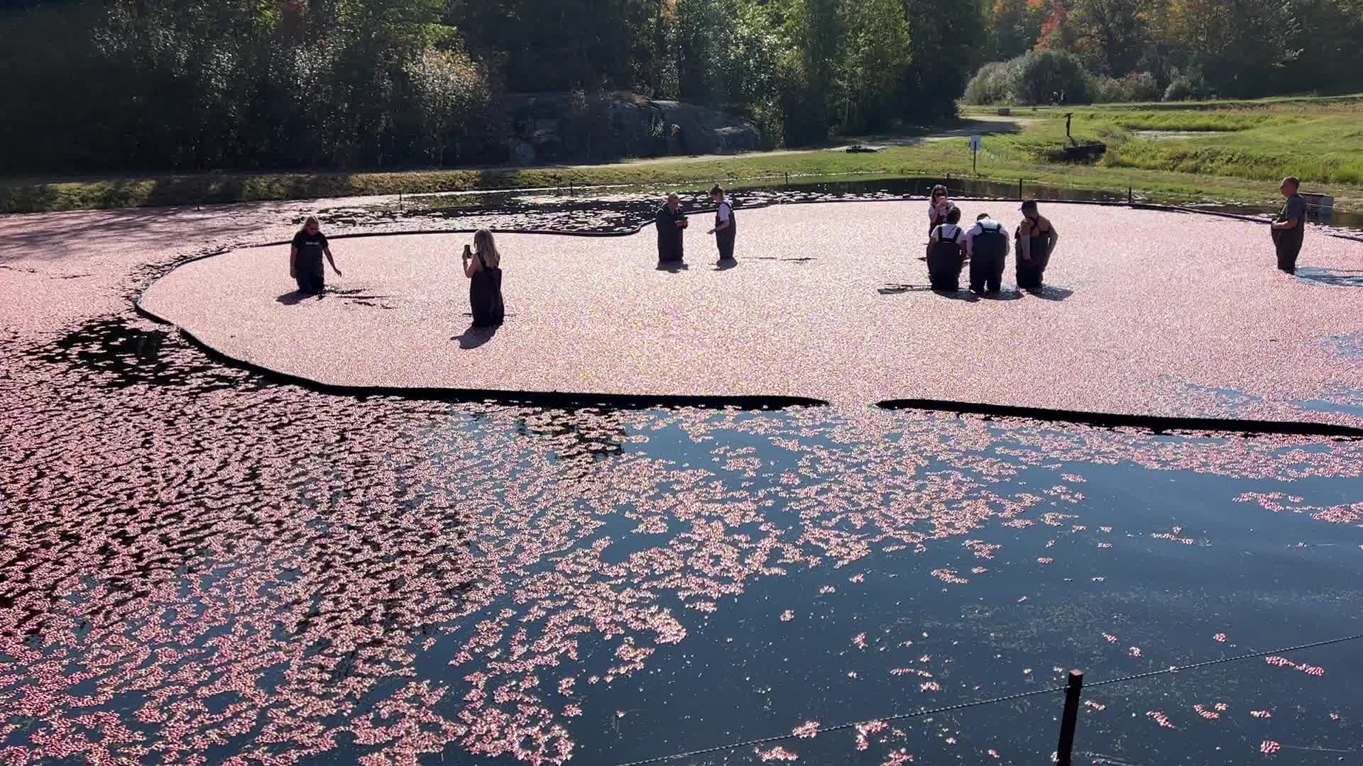 Tourists take part in the Cranberry Plunge