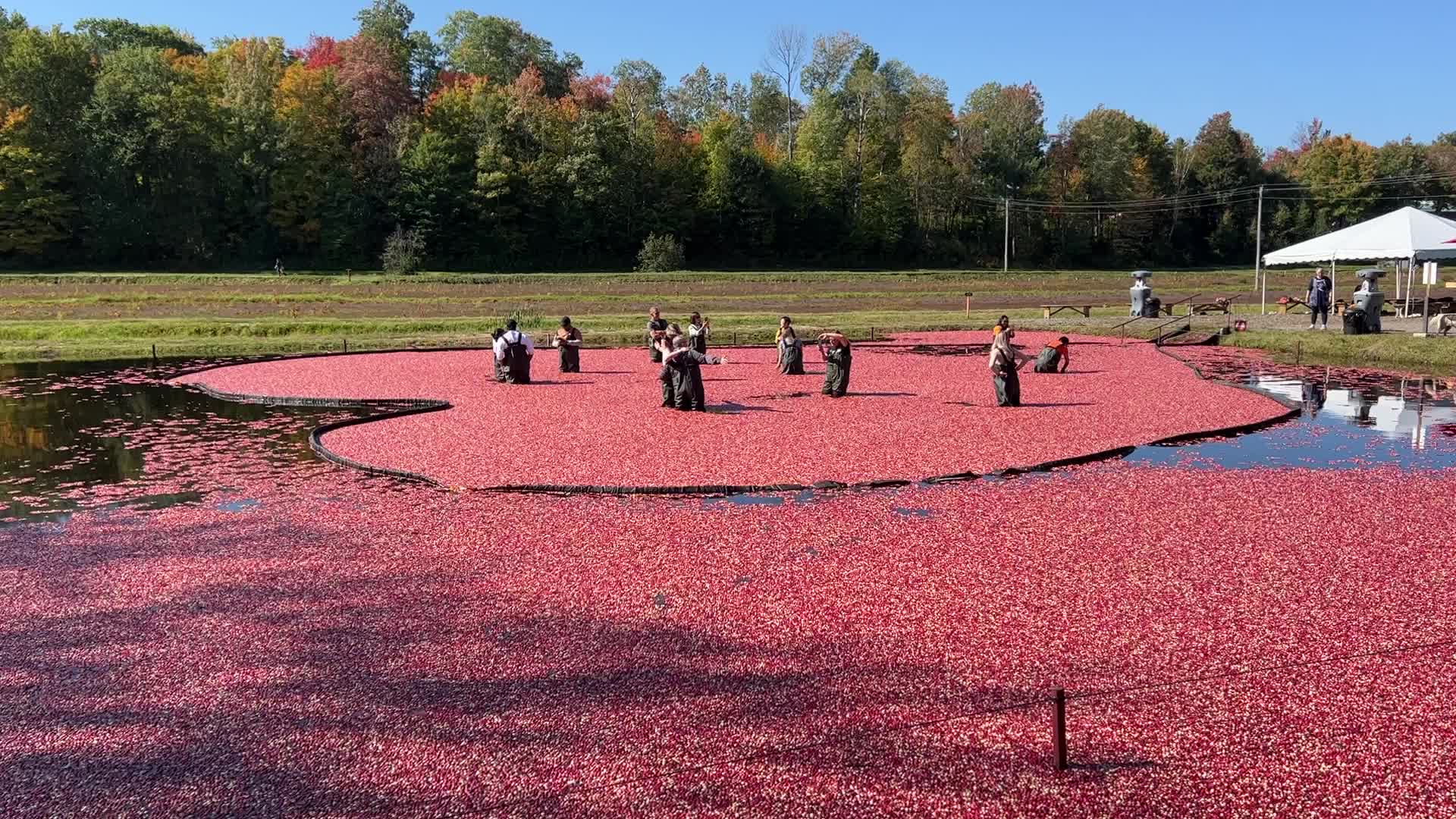 Tourists take part in the Cranberry Plunge