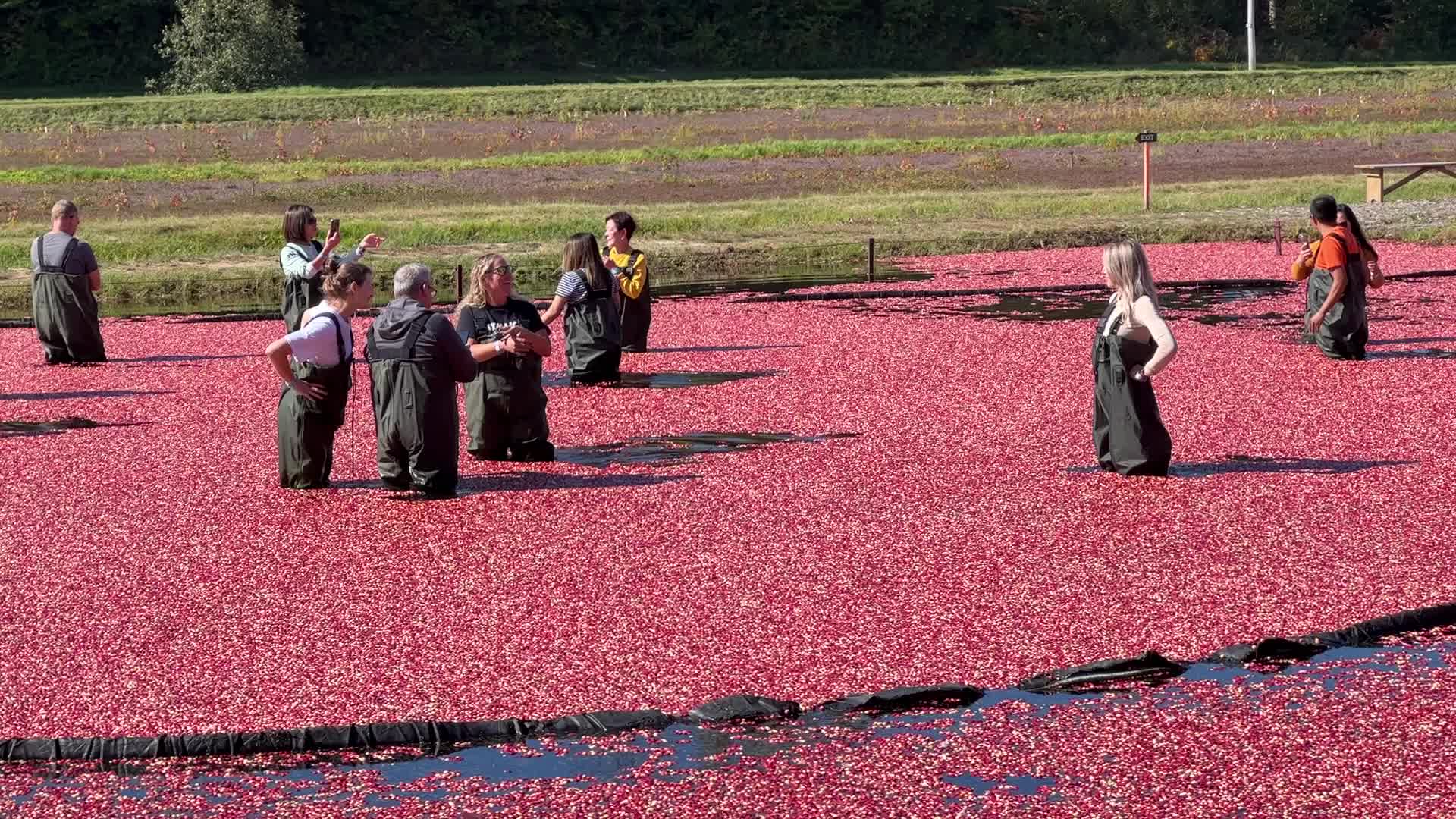 Tourists take part in the Cranberry Plunge