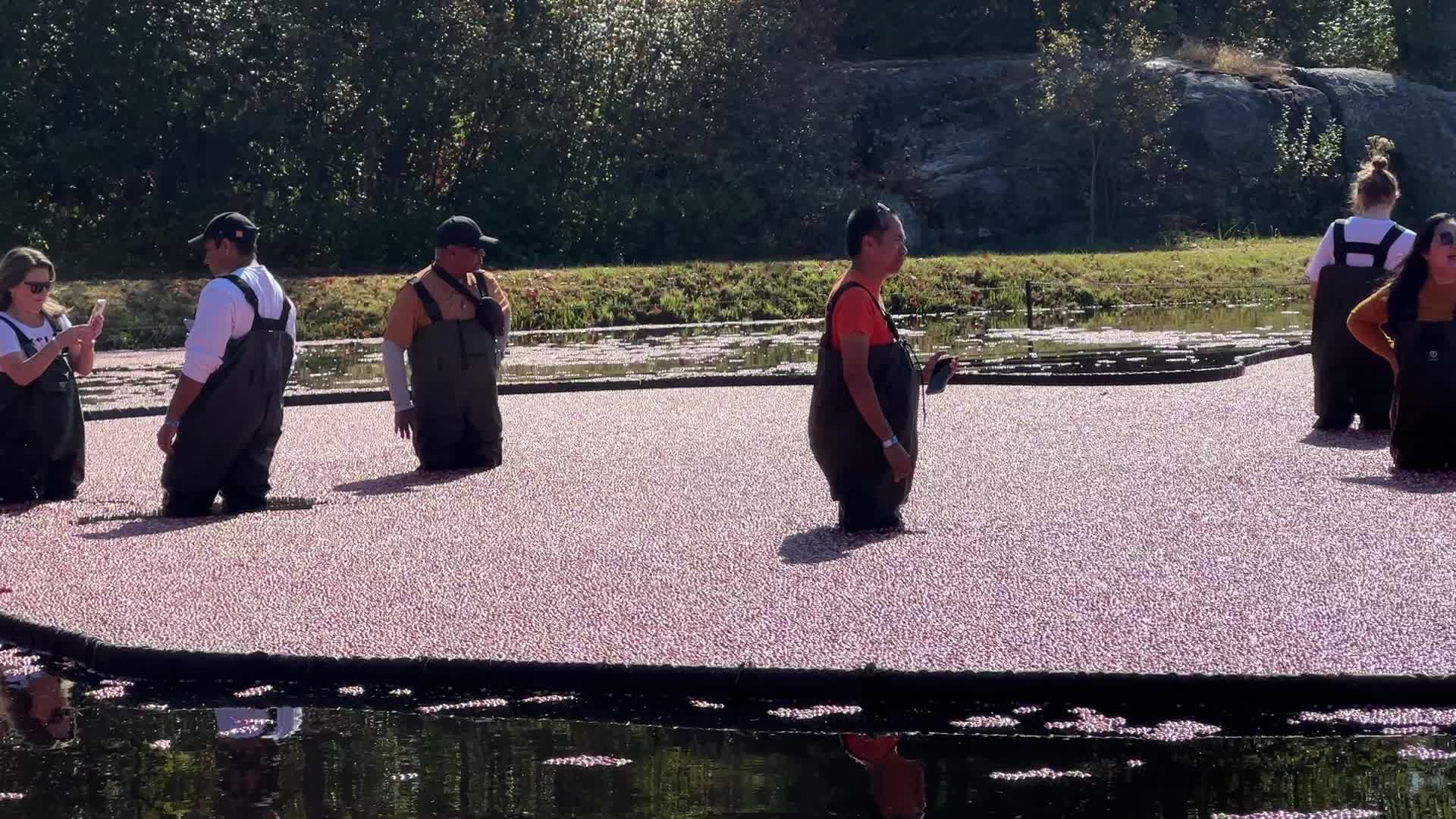 Tourists take part in the Cranberry Plunge