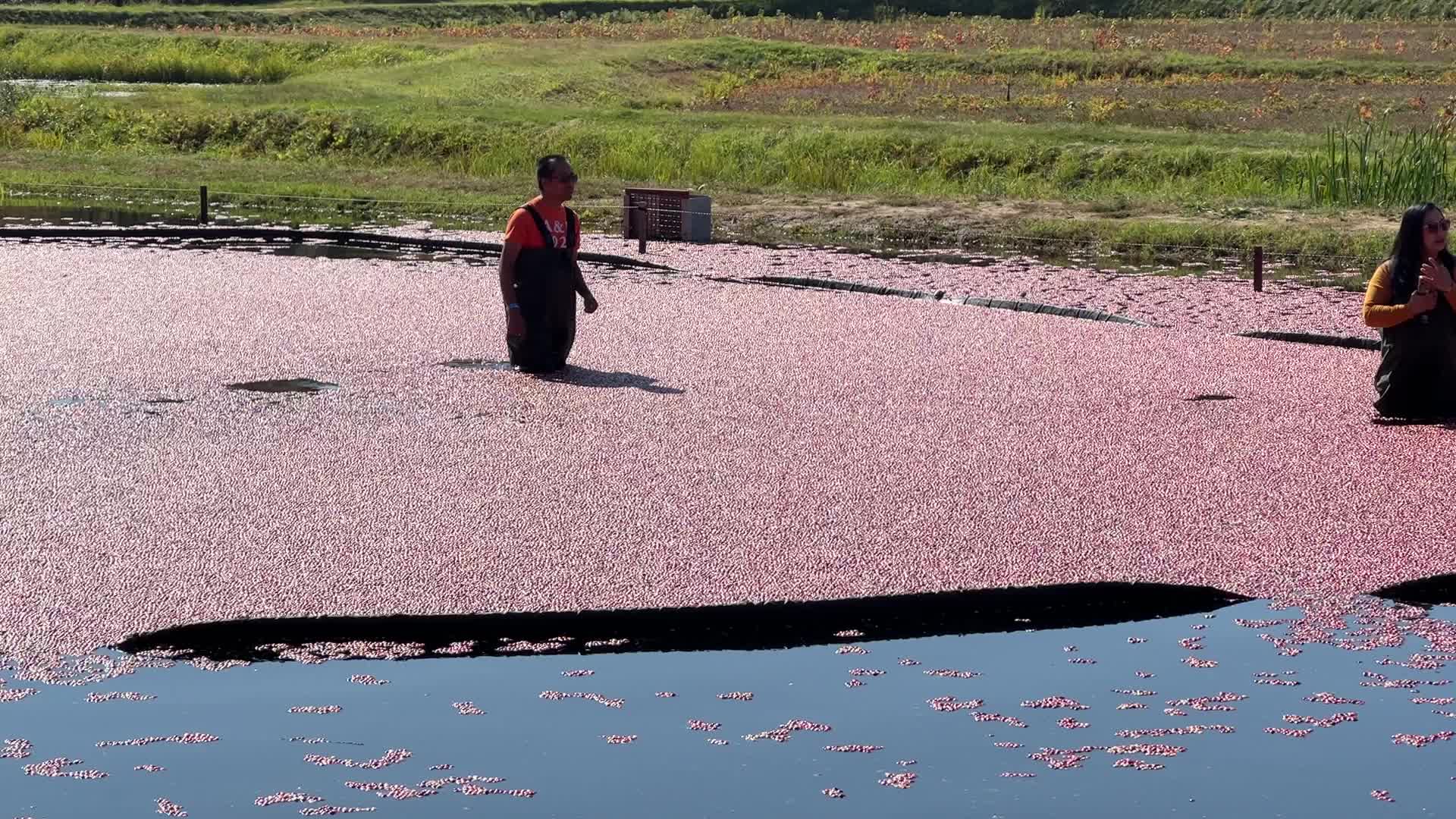 Tourists take part in the Cranberry Plunge