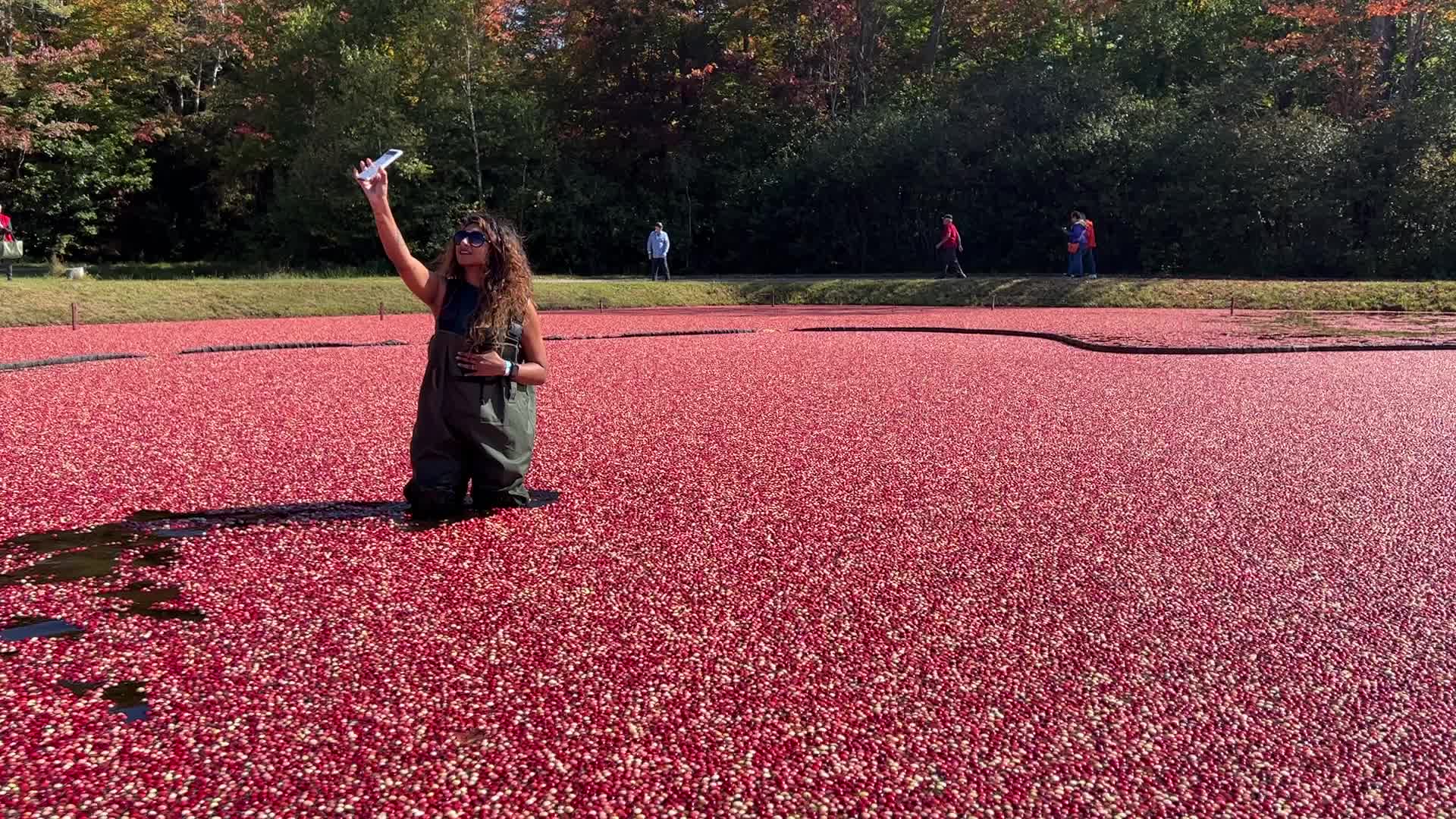 Tourists take part in the Cranberry Plunge