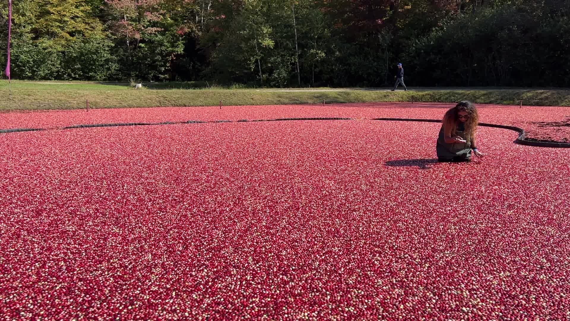 Tourists take part in the Cranberry Plunge