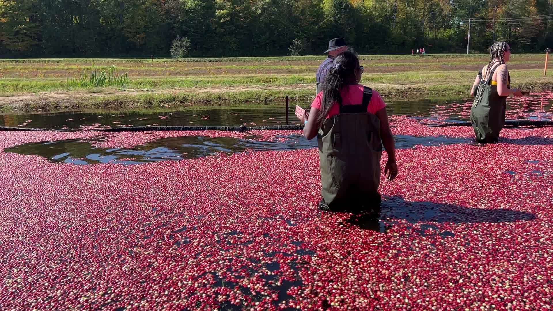 Tourists take part in the Cranberry Plunge