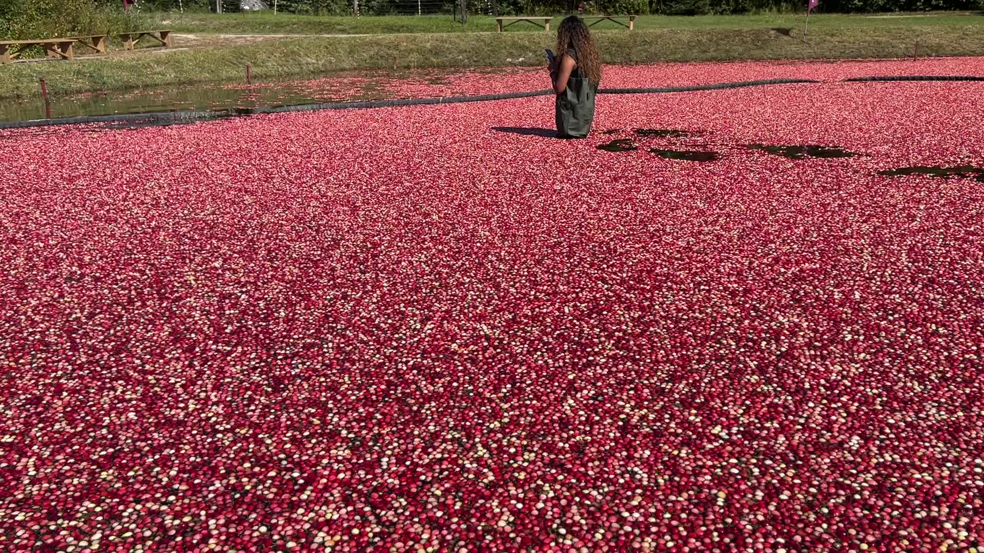 Tourists take part in the Cranberry Plunge