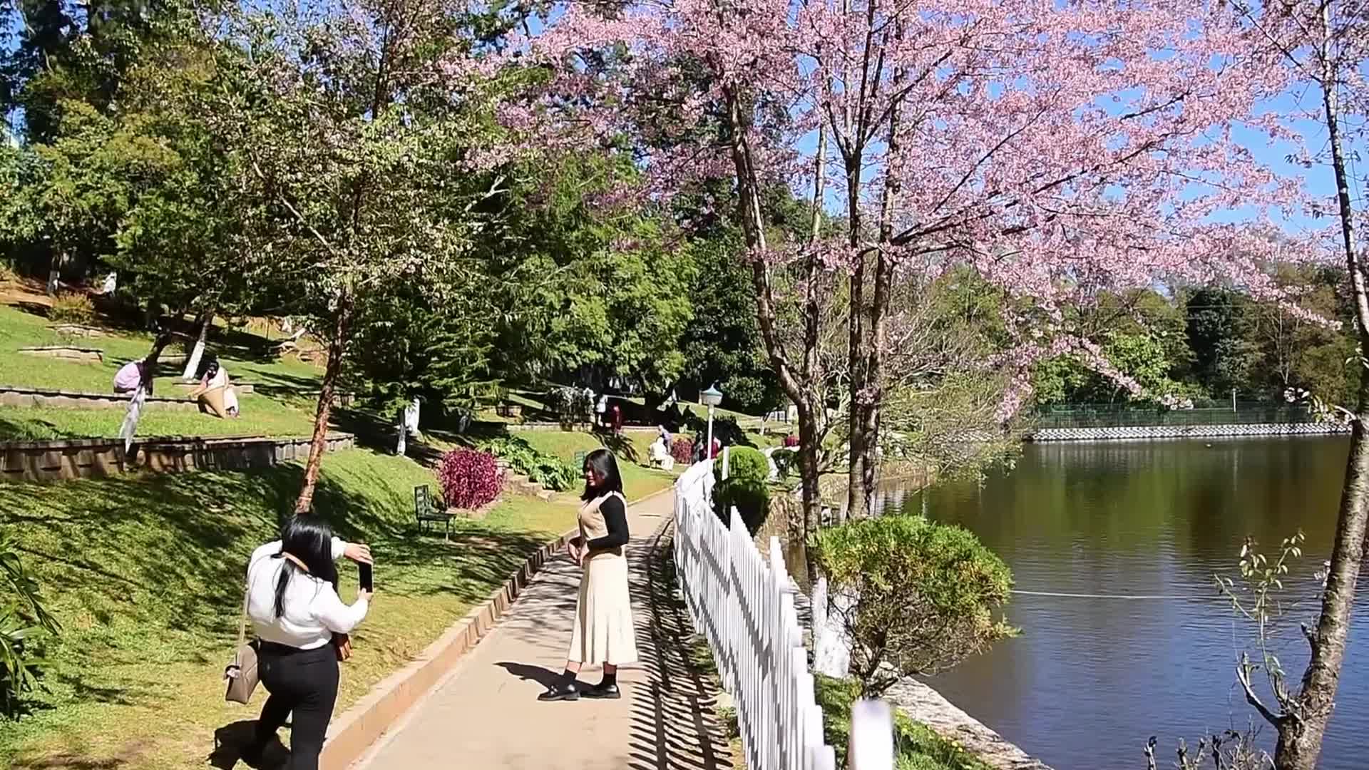 Shillong fully prepared to host Cherry Blossom Festival in India 