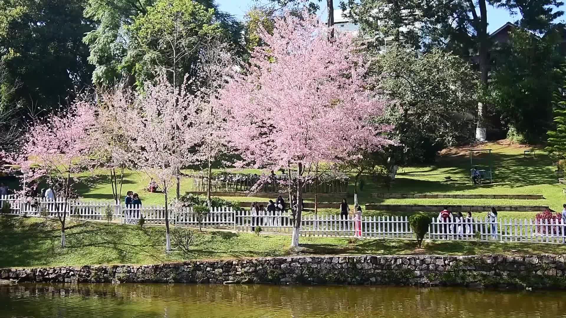 Shillong fully prepared to host Cherry Blossom Festival in India 