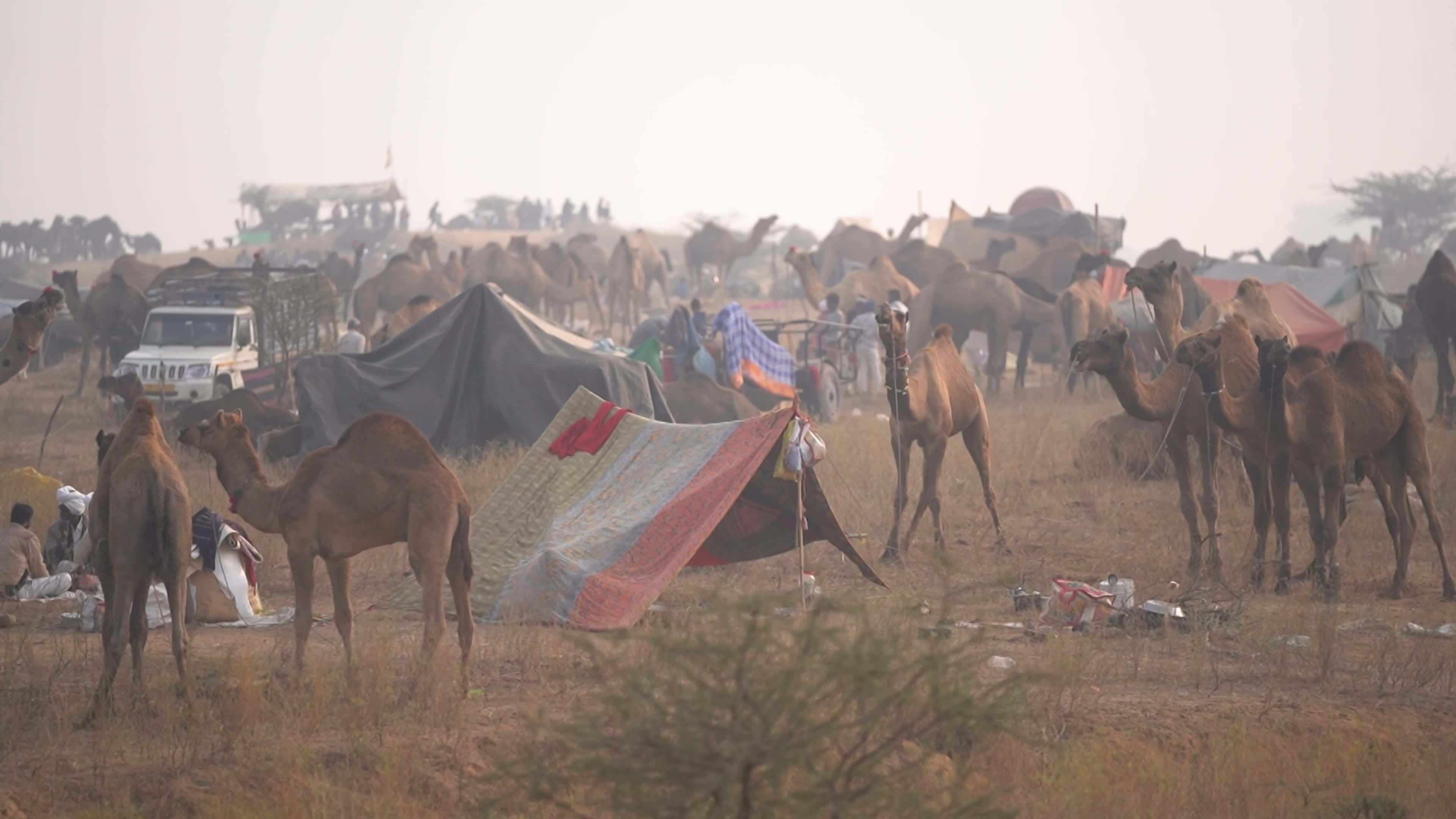 Annual camel and livestock fair is one of the world's largest camel fairs in India