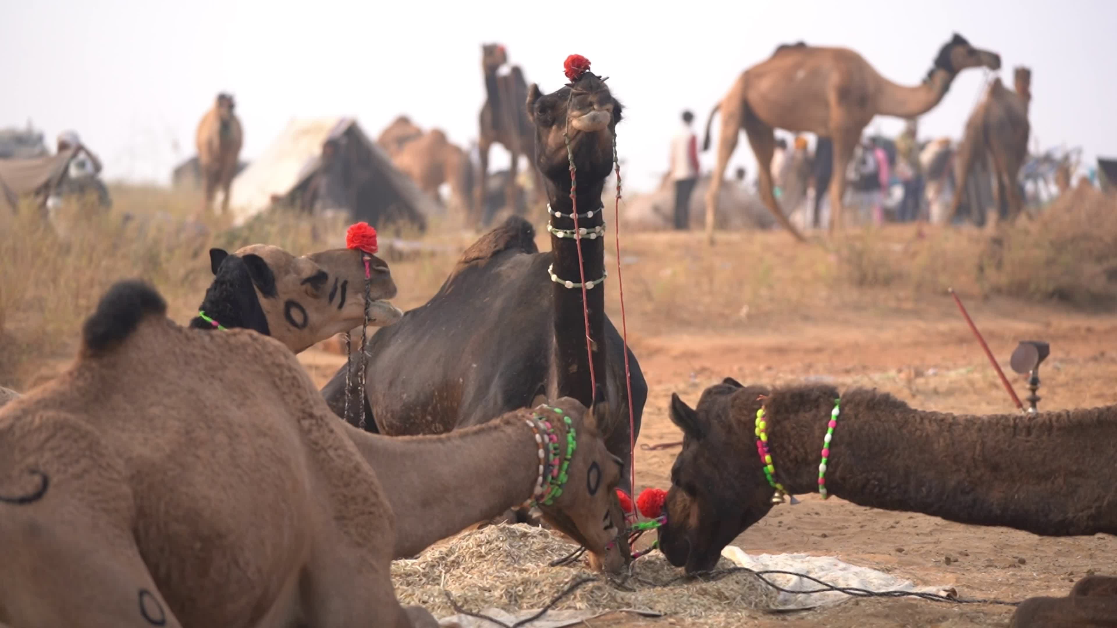 Annual camel and livestock fair is one of the world's largest camel fairs in India