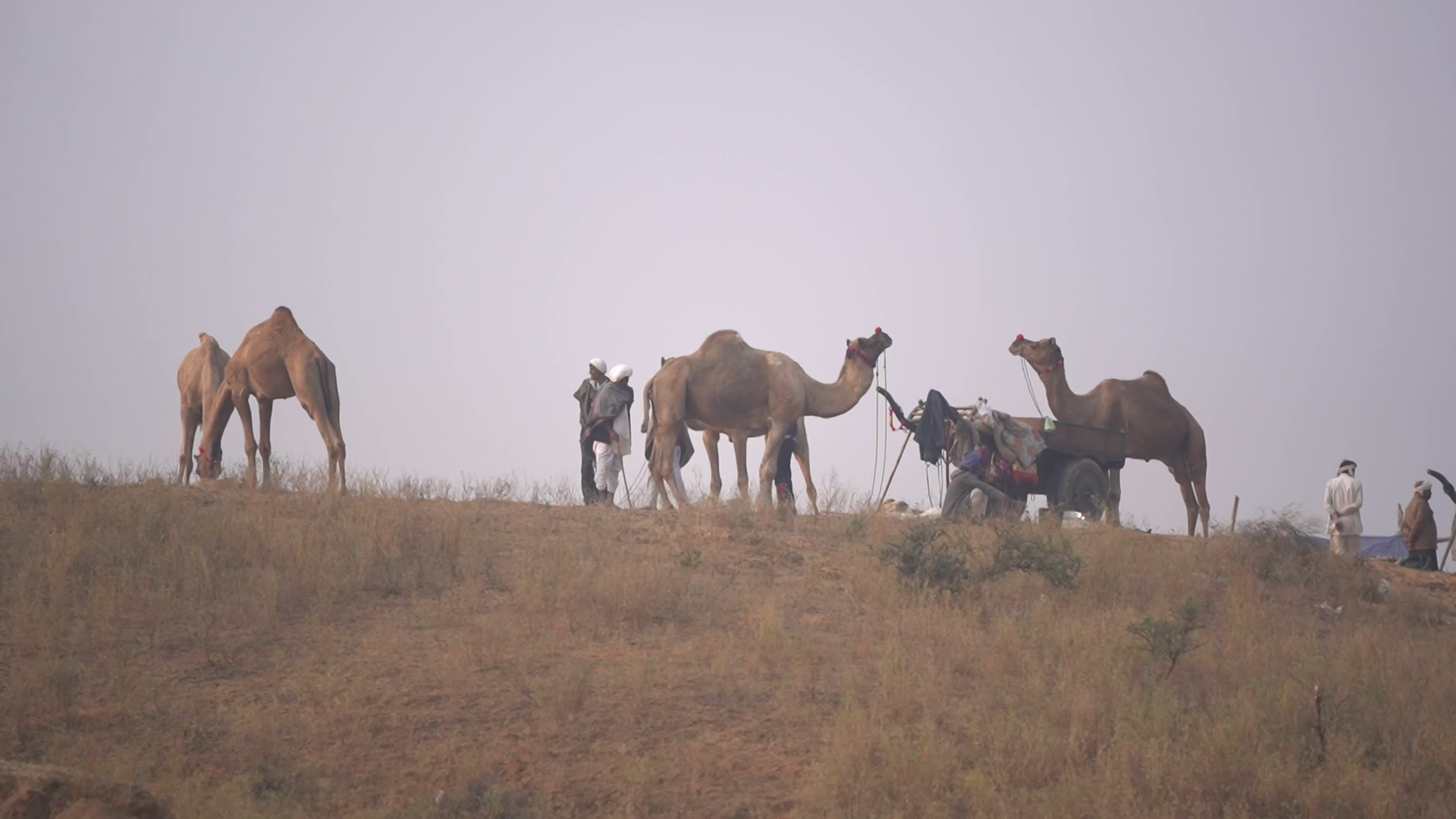 Annual camel and livestock fair is one of the world's largest camel fairs in India