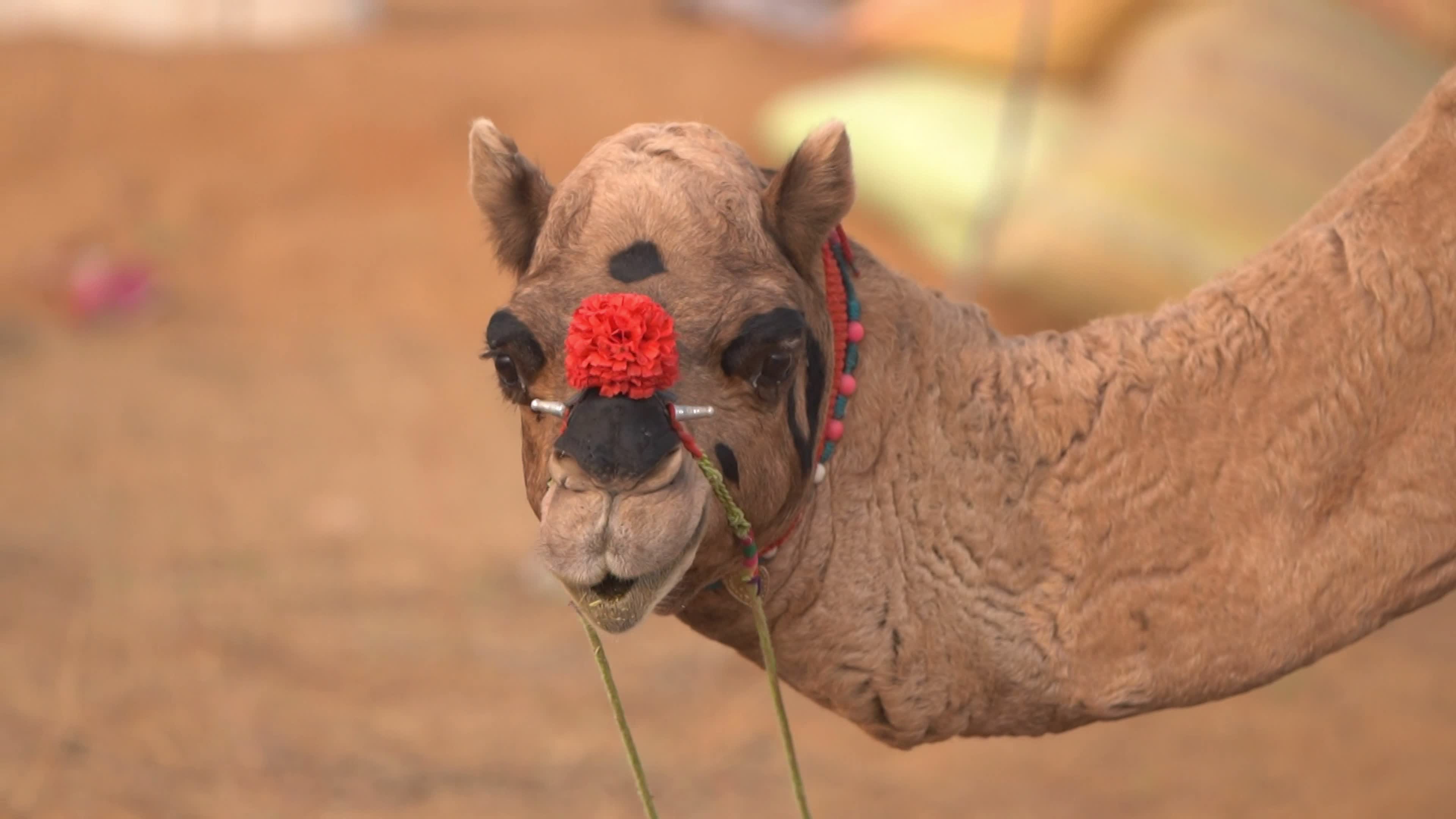 Annual camel and livestock fair is one of the world's largest camel fairs in India