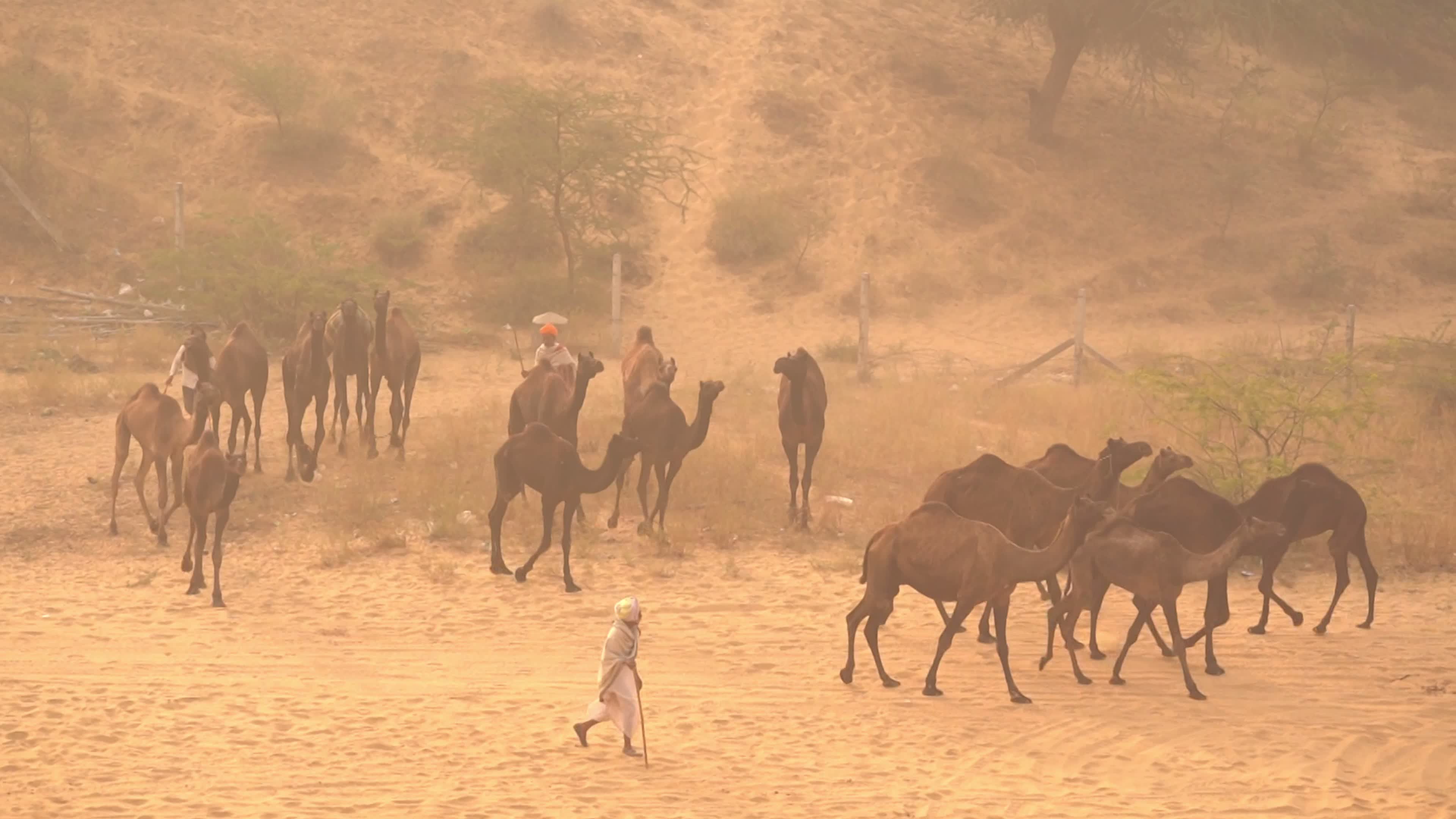 Annual camel and livestock fair is one of the world's largest camel fairs in India
