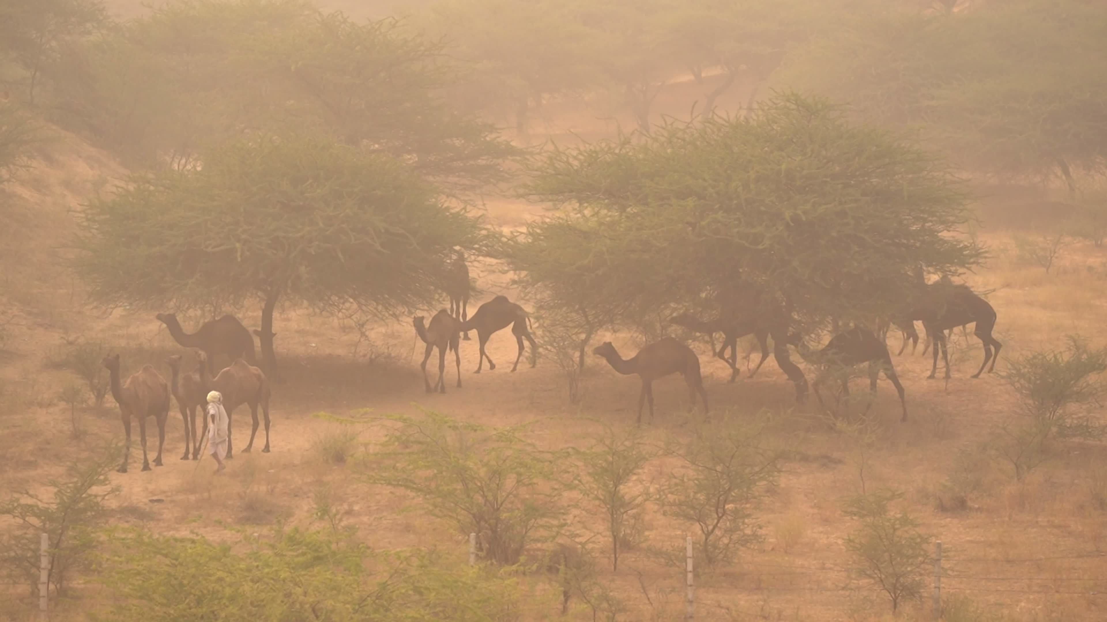 Annual camel and livestock fair is one of the world's largest camel fairs in India