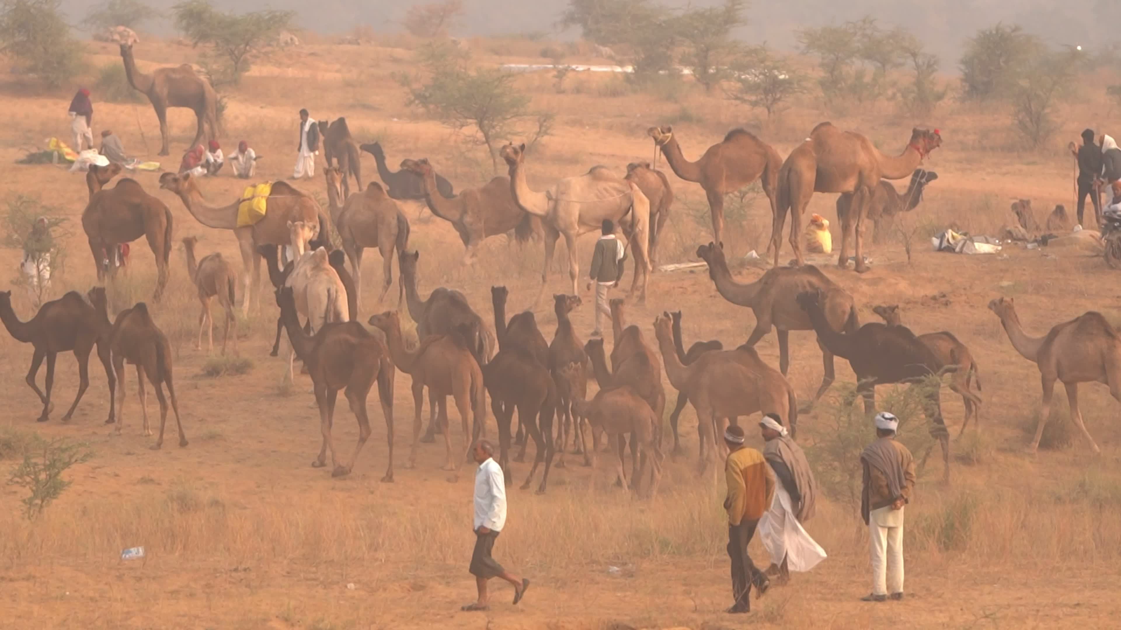 Annual camel and livestock fair is one of the world's largest camel fairs in India