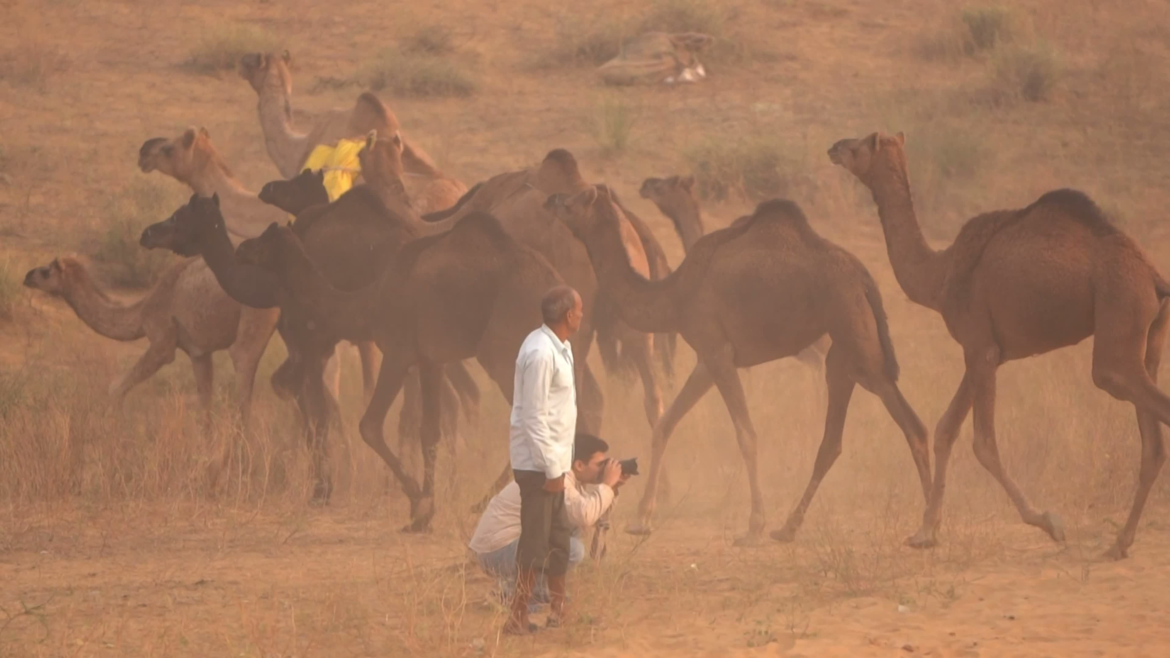 Annual camel and livestock fair is one of the world's largest camel fairs in India