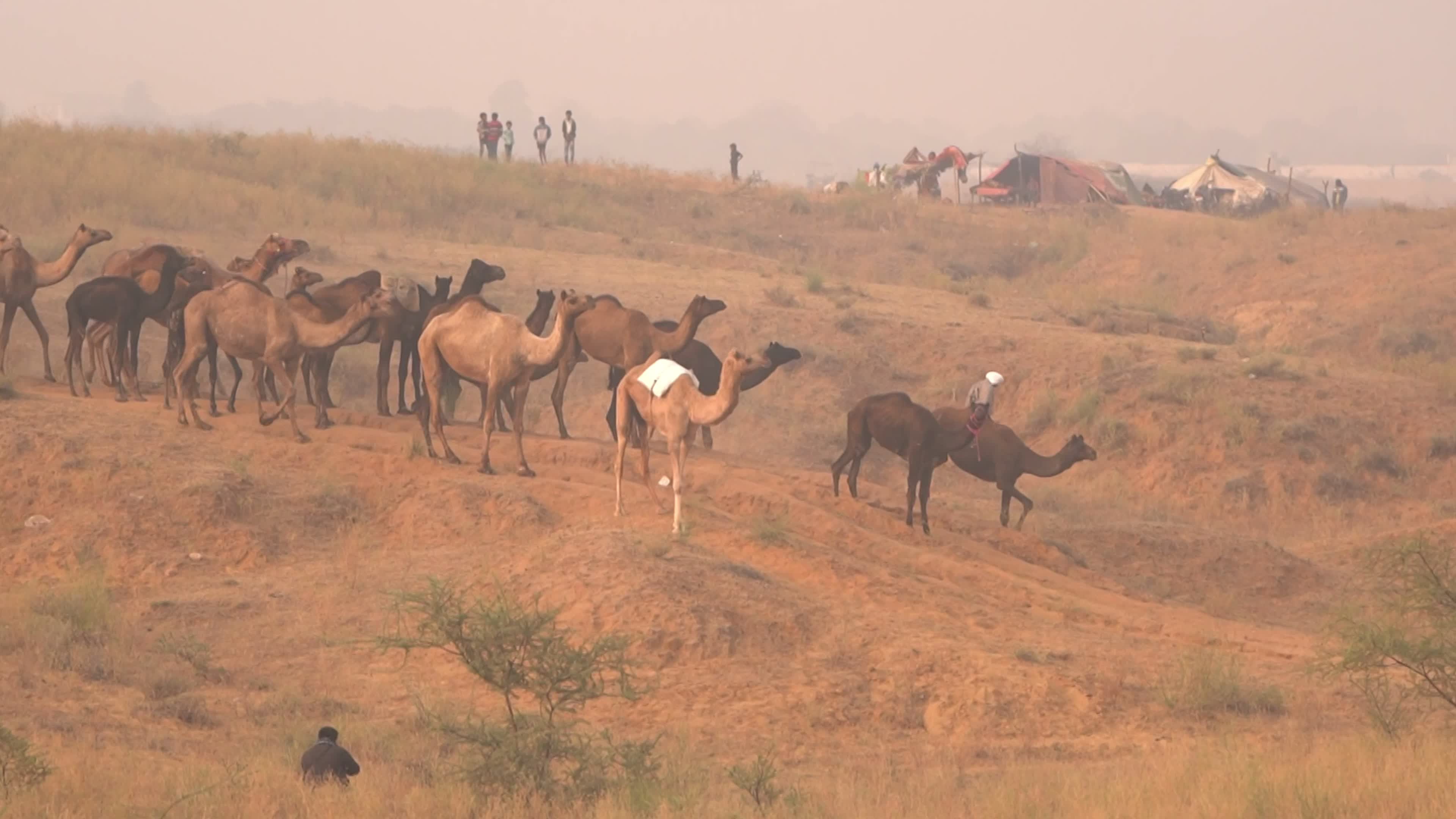 Annual camel and livestock fair is one of the world's largest camel fairs in India