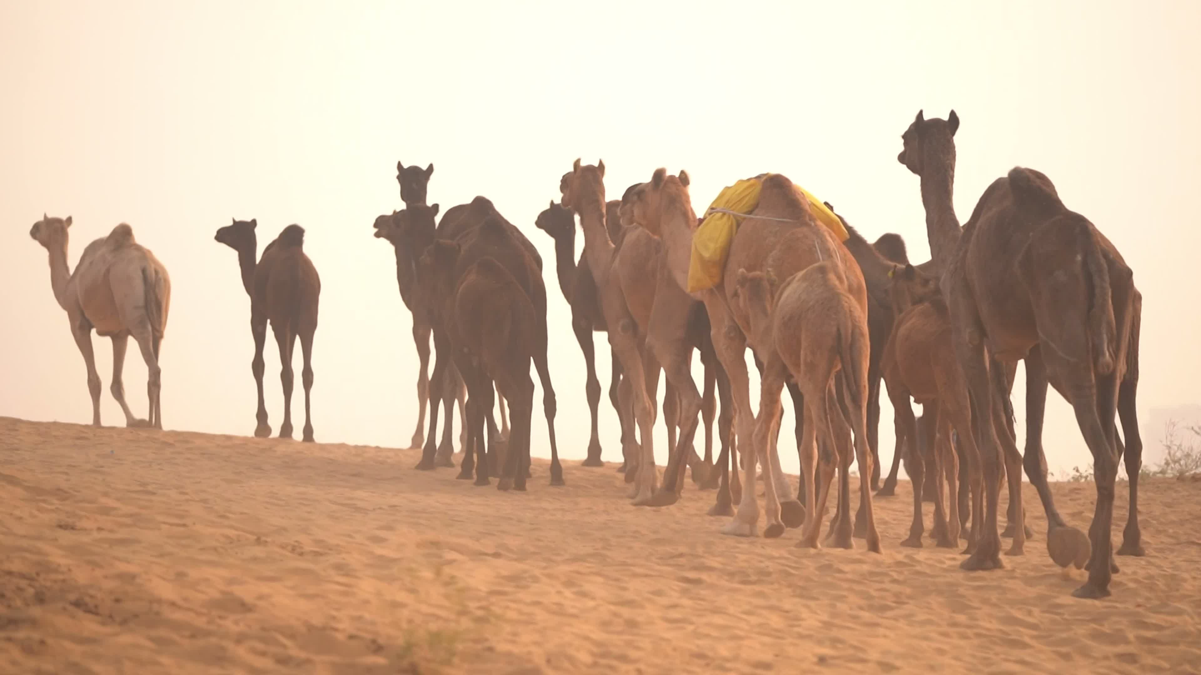 Annual camel and livestock fair is one of the world's largest camel fairs in India