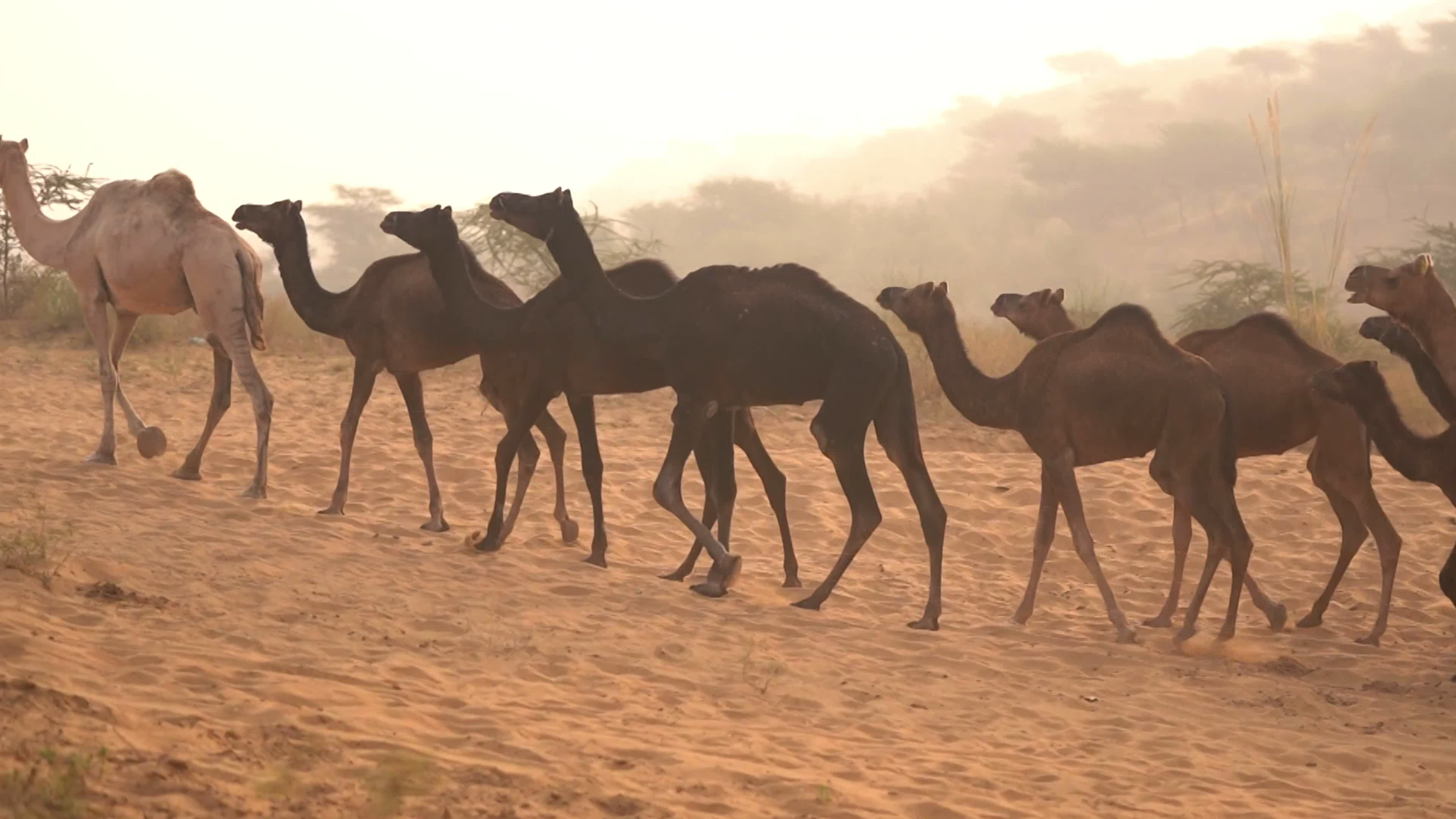 Annual camel and livestock fair is one of the world's largest camel fairs in India