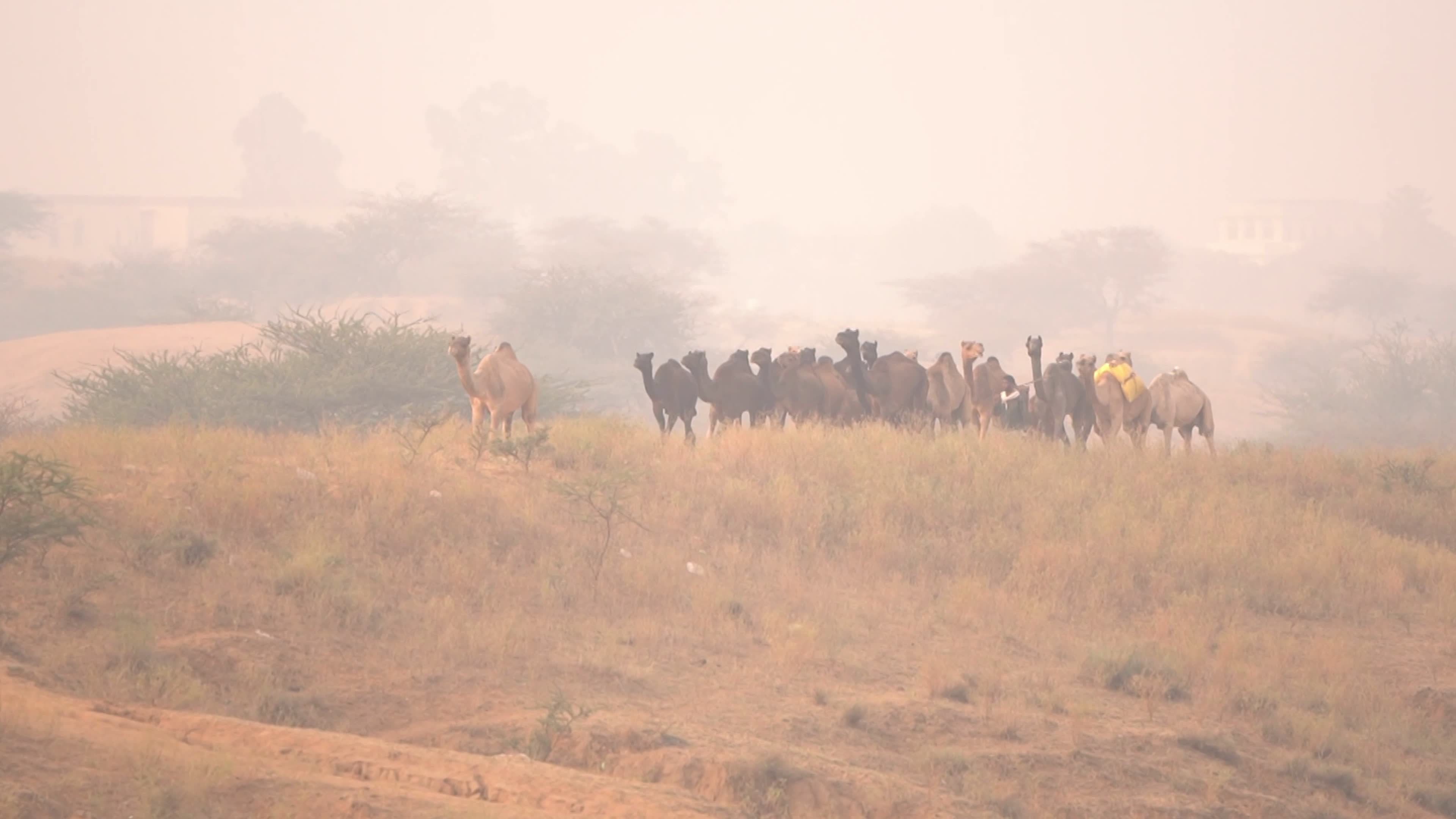 Annual camel and livestock fair is one of the world's largest camel fairs in India