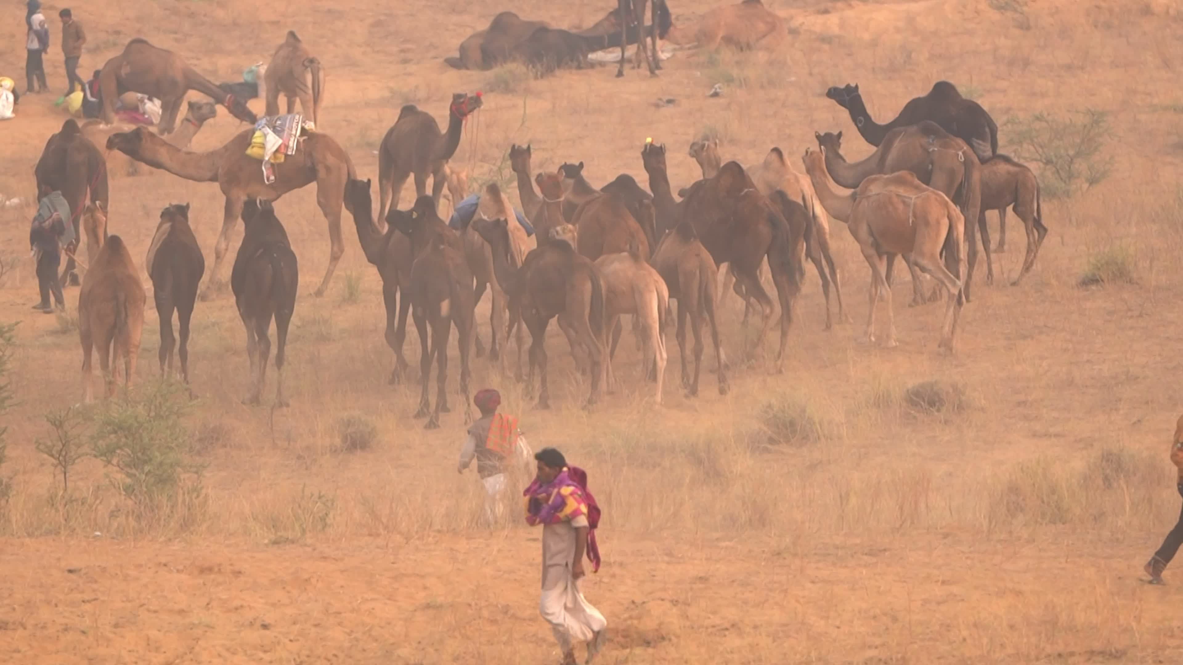 Annual camel and livestock fair is one of the world's largest camel fairs in India