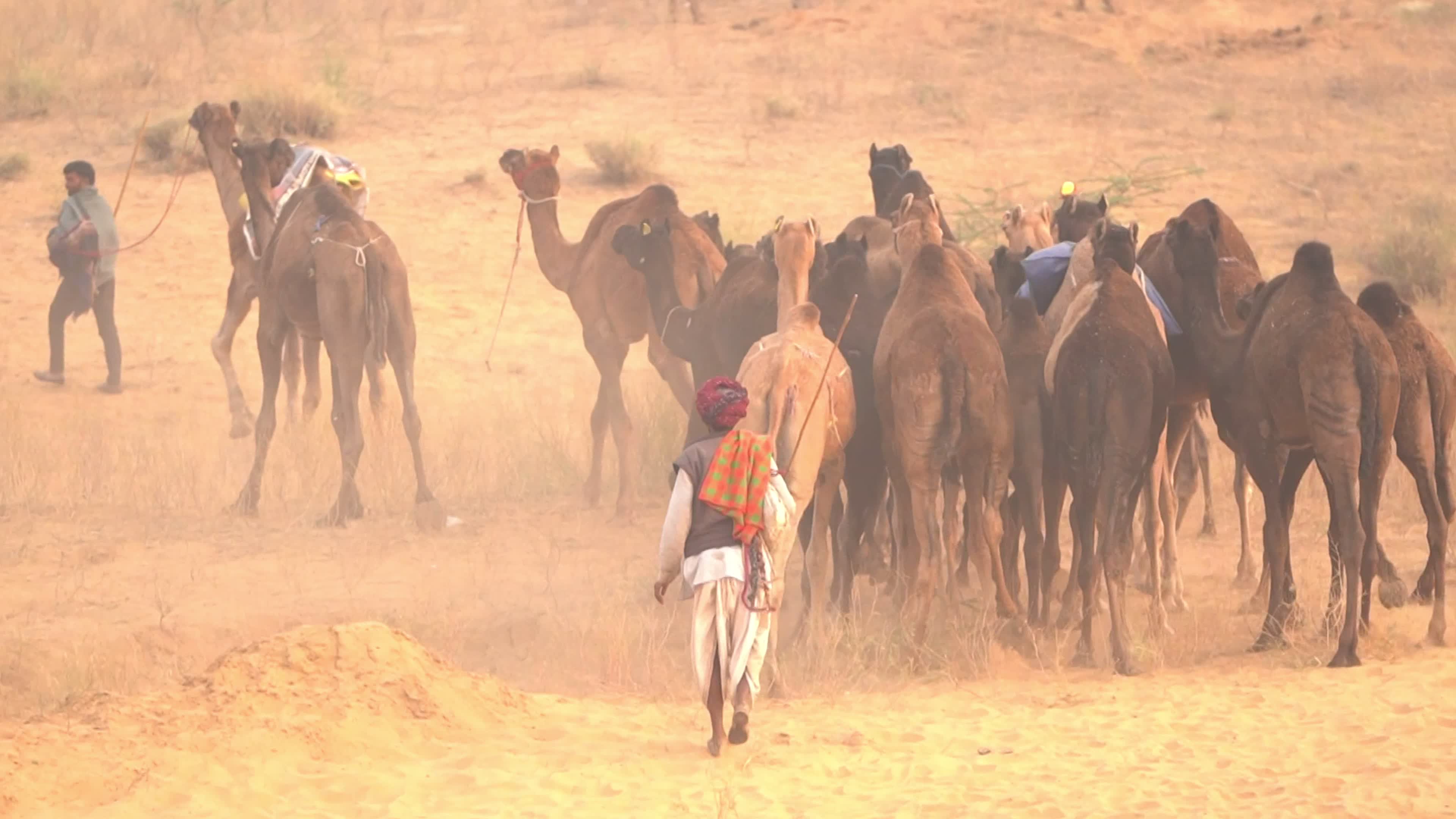 Annual camel and livestock fair is one of the world's largest camel fairs in India