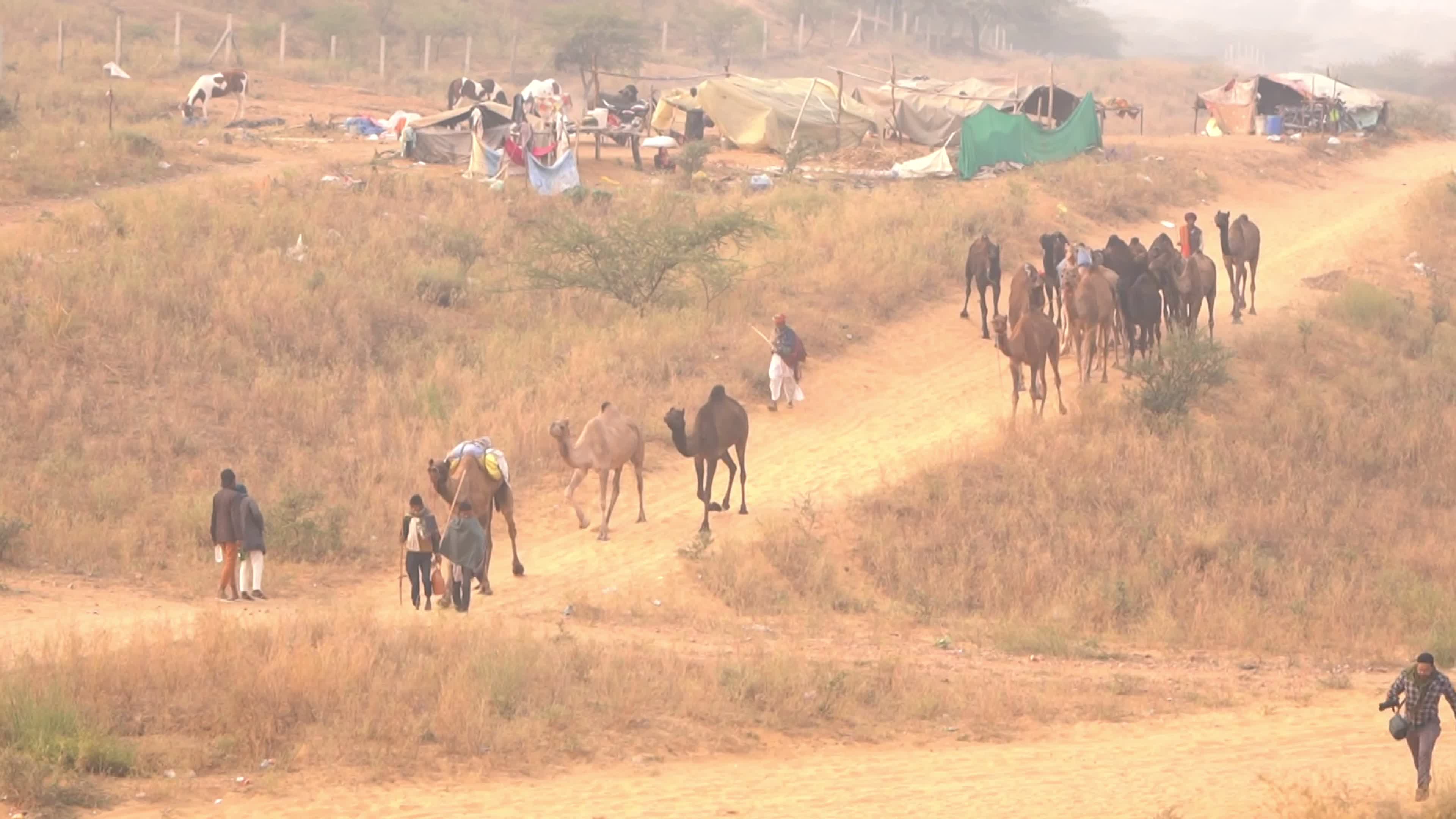 Annual camel and livestock fair is one of the world's largest camel fairs in India