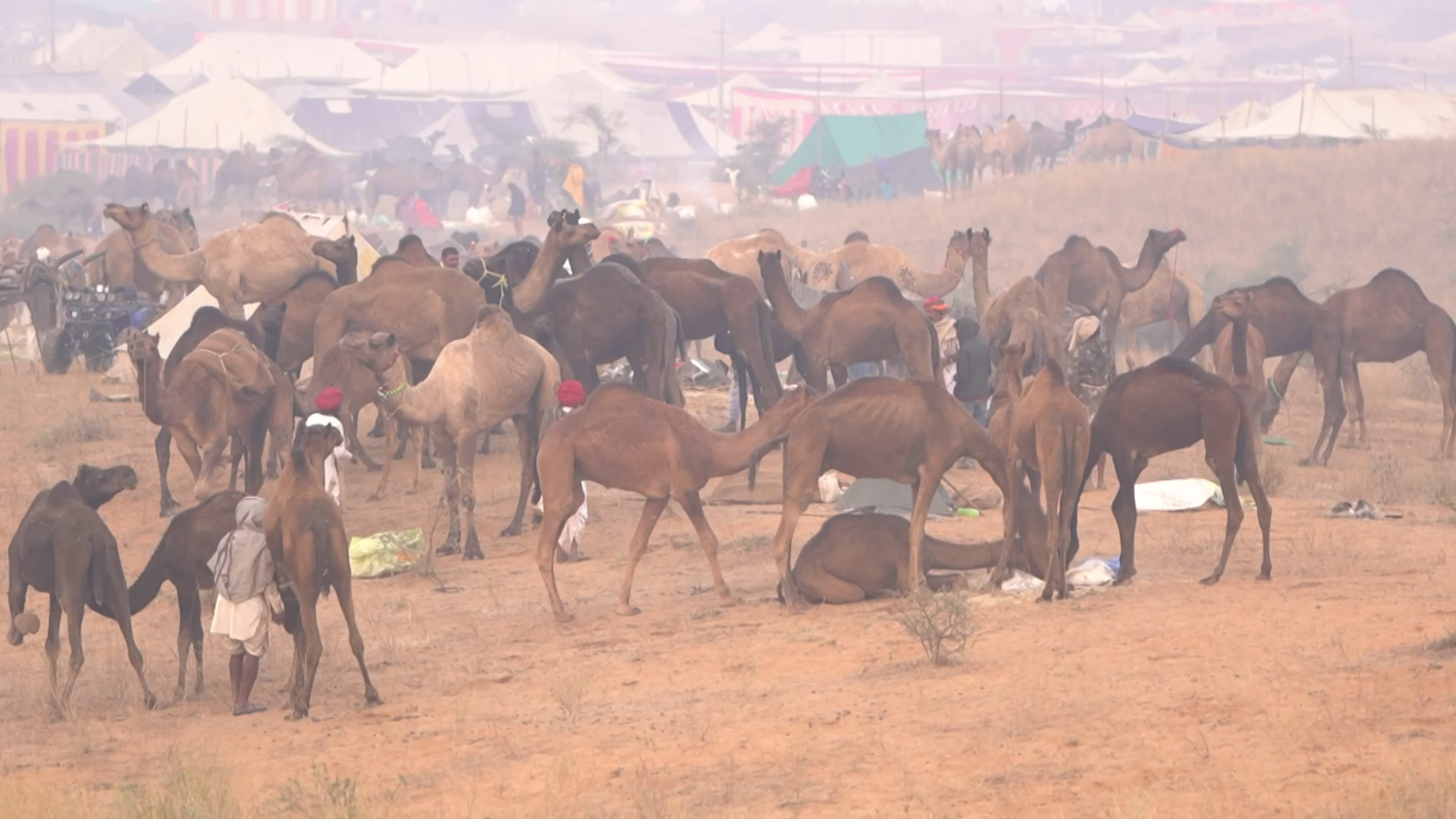 Annual camel and livestock fair is one of the world's largest camel fairs in India
