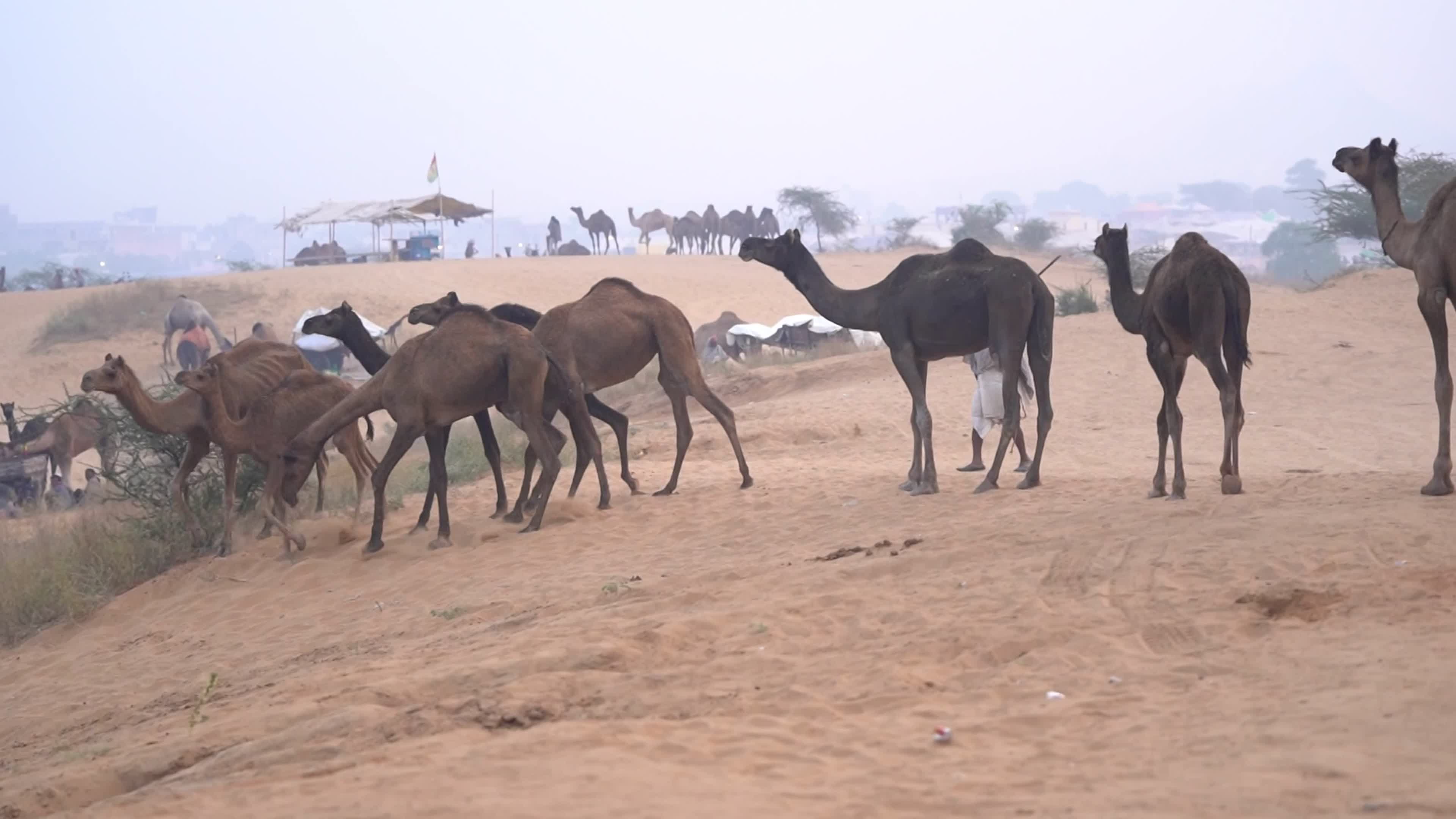 Annual camel and livestock fair is one of the world's largest camel fairs in India