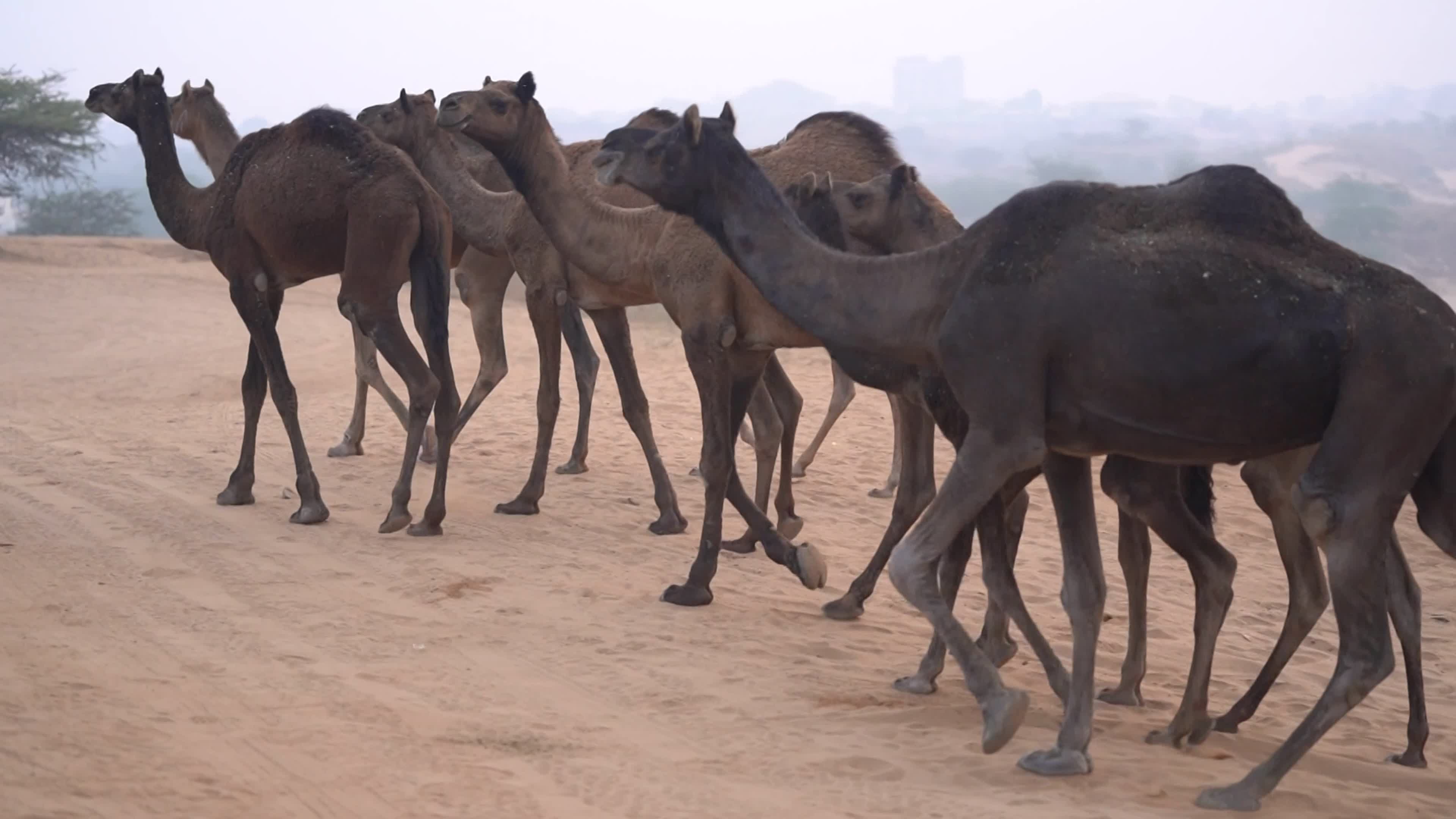 Annual camel and livestock fair is one of the world's largest camel fairs in India