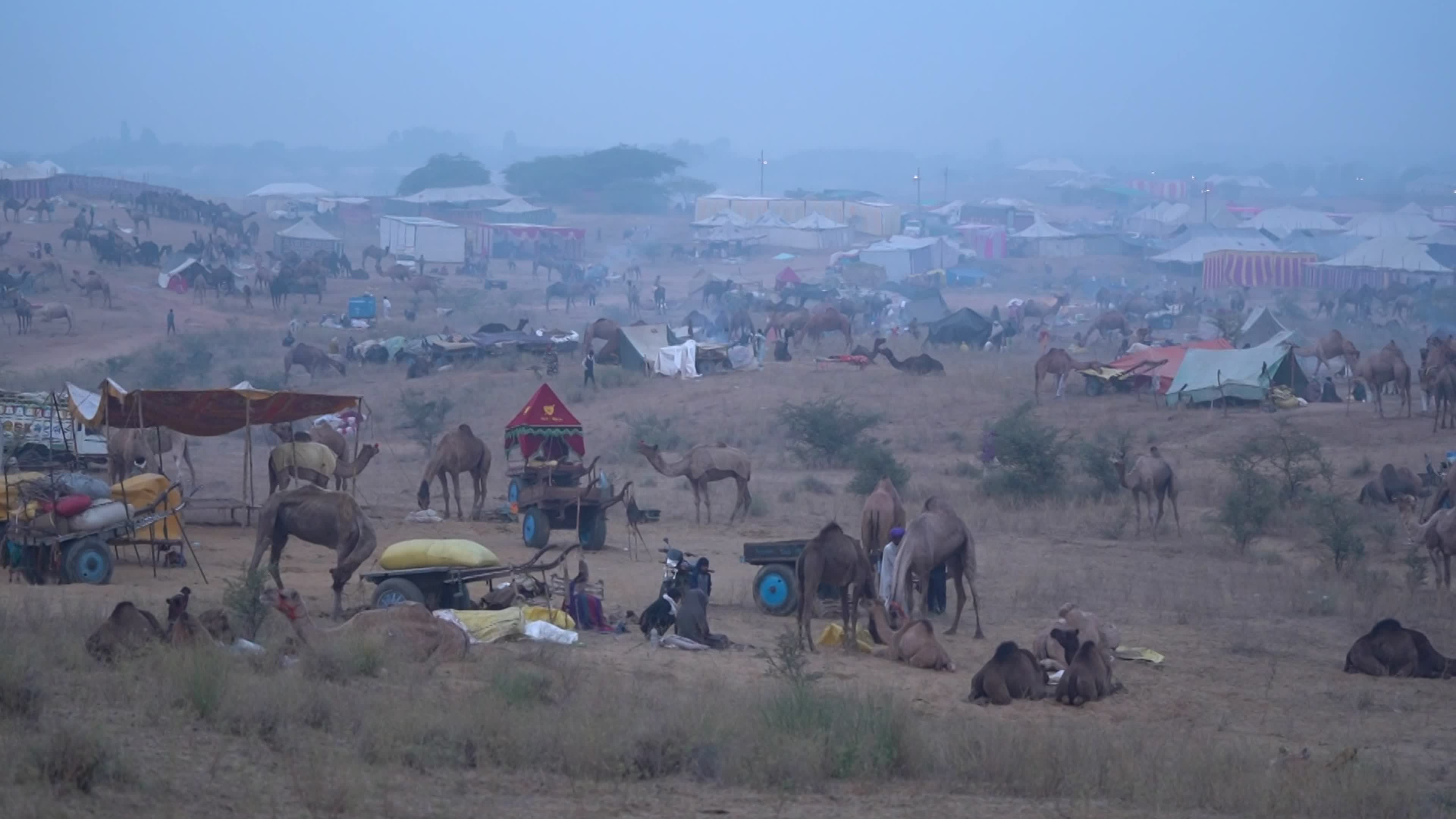 Annual camel and livestock fair is one of the world's largest camel fairs in India