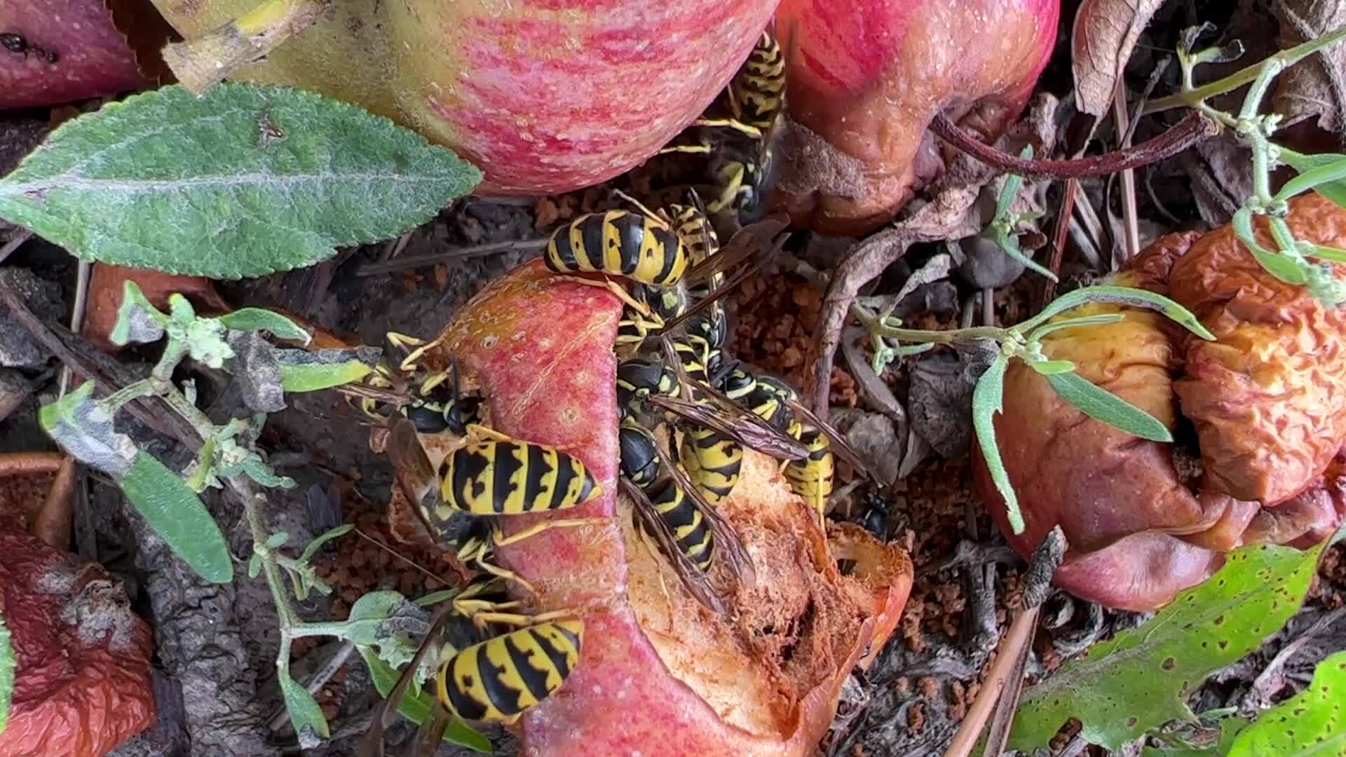 Eastern Yellowjacket Wasps eating apples