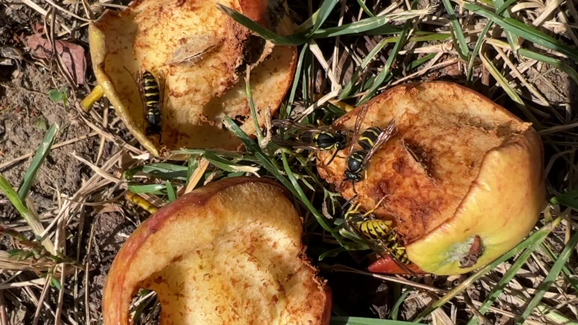 Eastern Yellowjacket Wasps eating apples
