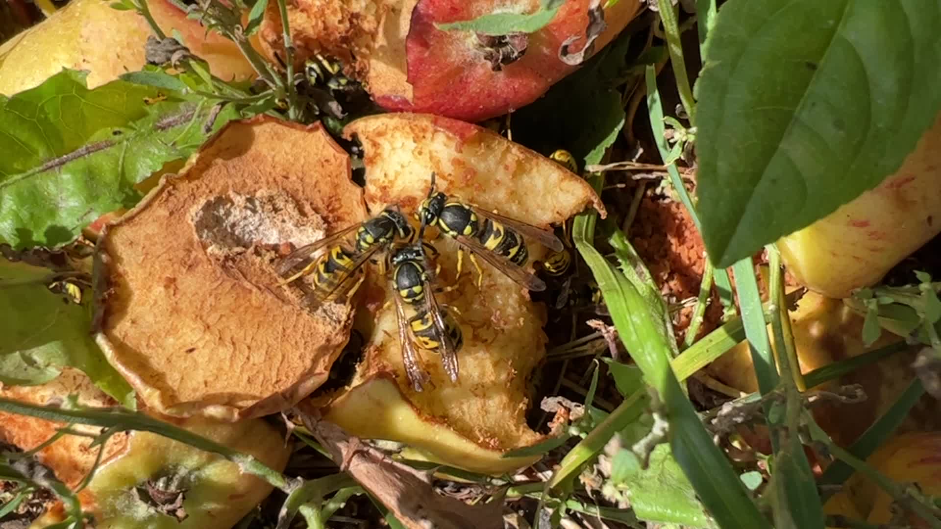 Eastern Yellowjacket Wasps eating apples