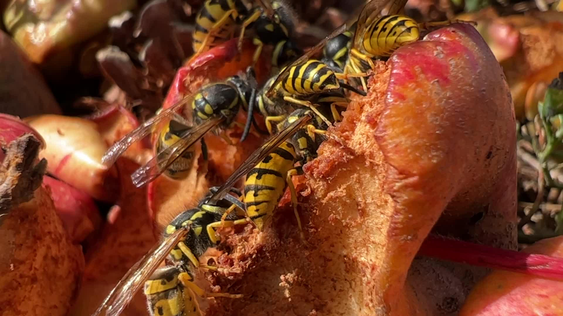 Eastern Yellowjacket Wasps eating apples