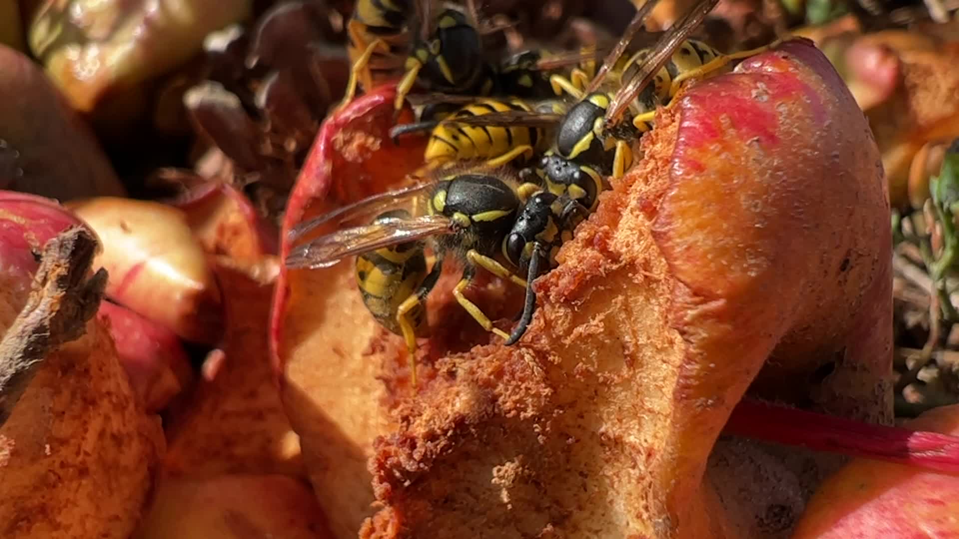 Eastern Yellowjacket Wasps eating apples