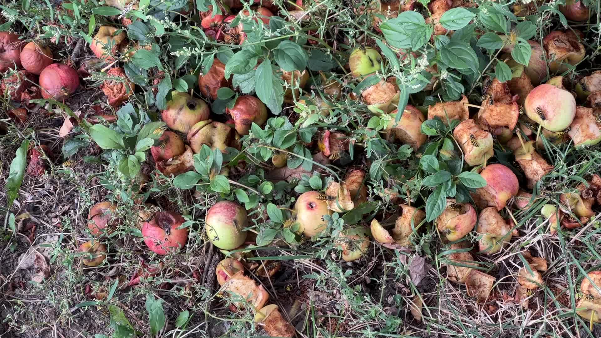 Eastern Yellowjacket Wasps eating apples
