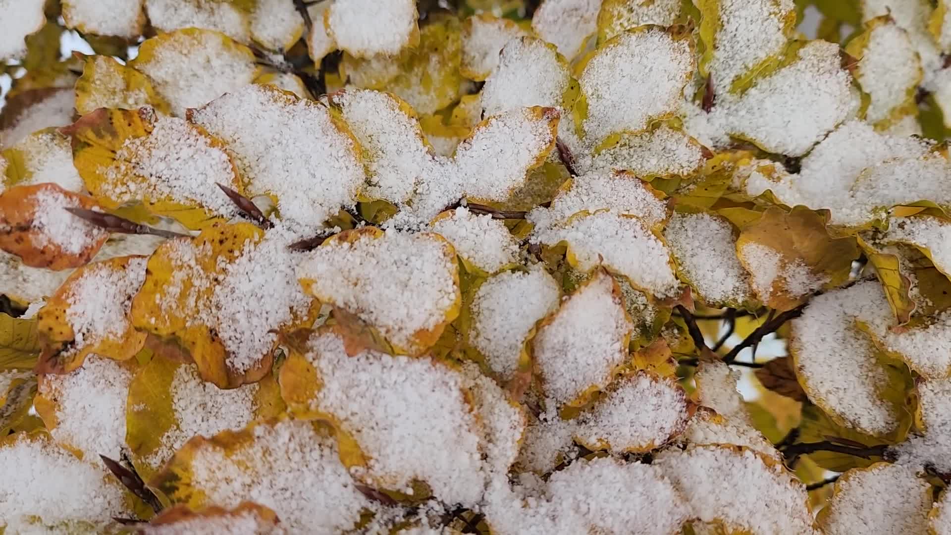 First snowfall of the season in Toronto
